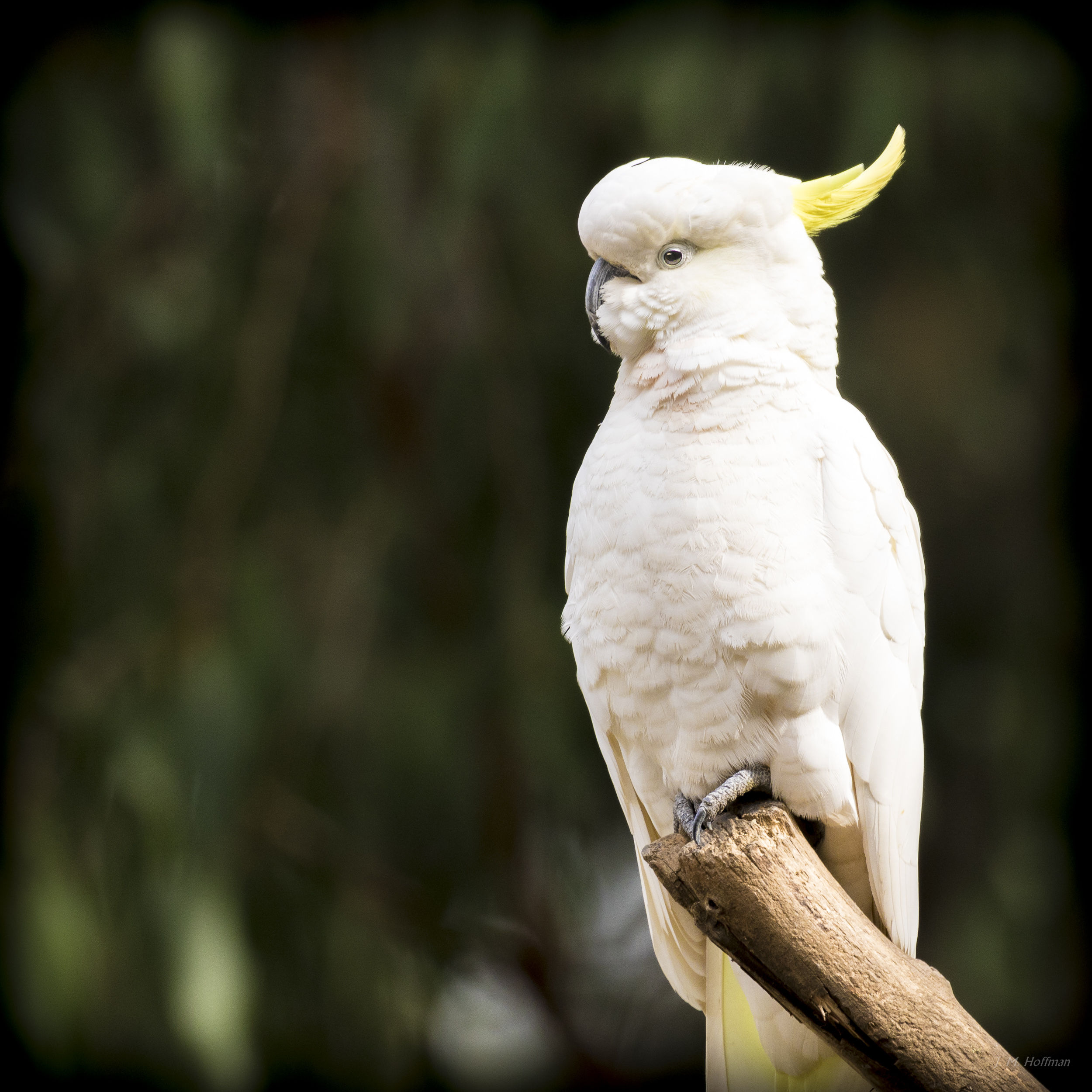 Sulphur-crested Cockatoo: Dandenongs, Melbourne, Australia