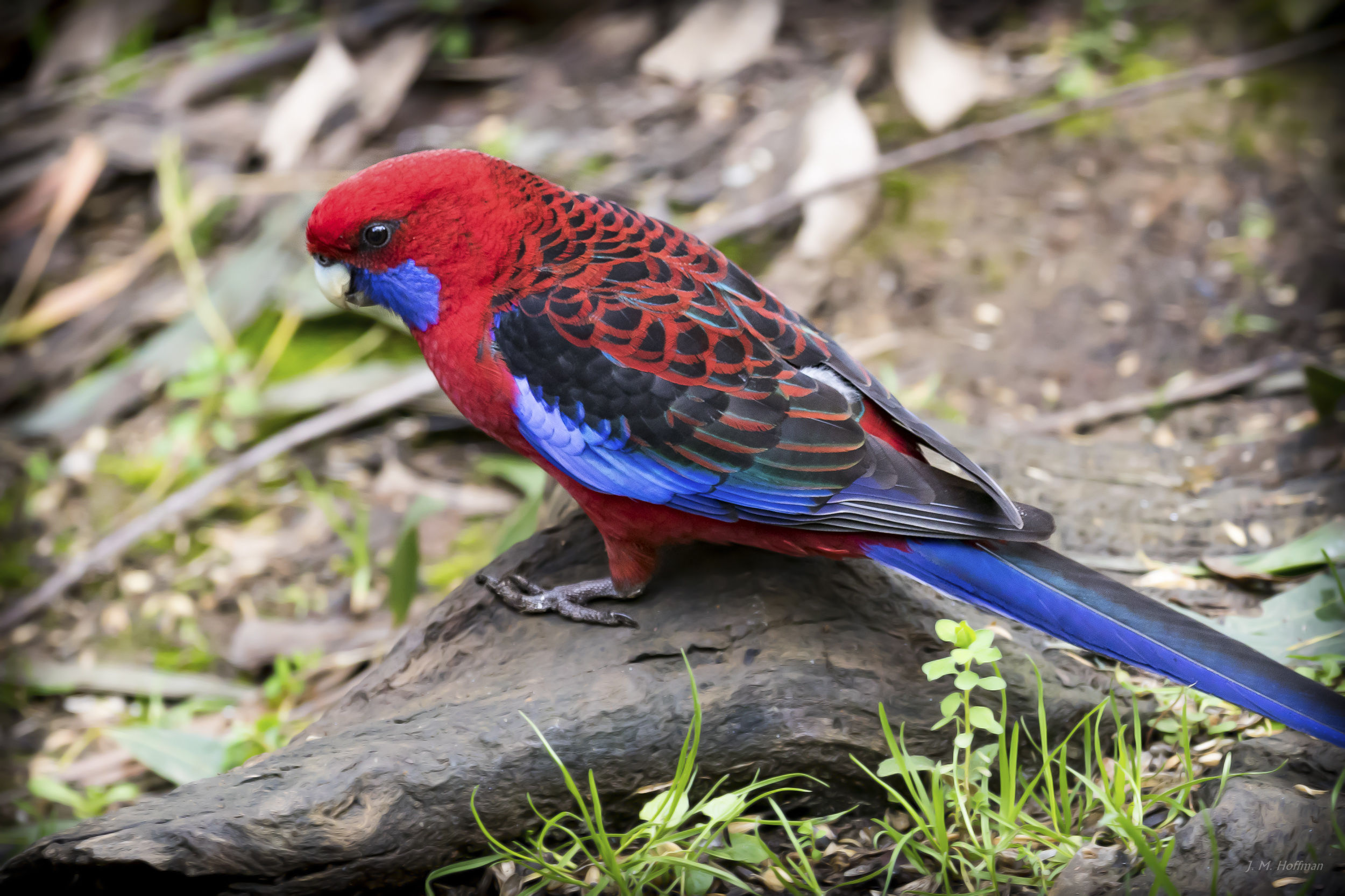 Photography By J M Hoffman Australian Wildlife