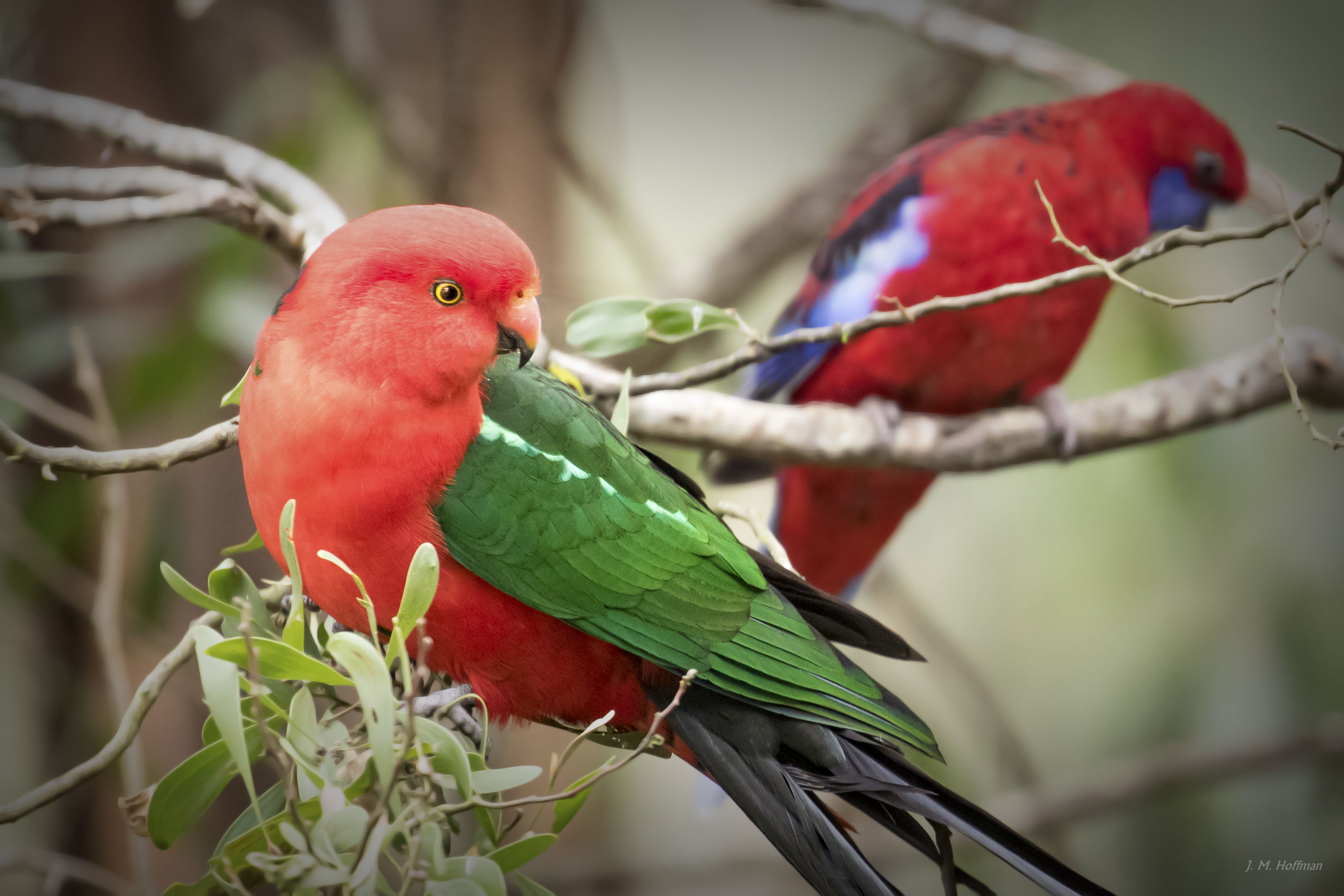 Australian King-Parrot with Crimson Rosella: Dandenongs, Melbourne, Australia