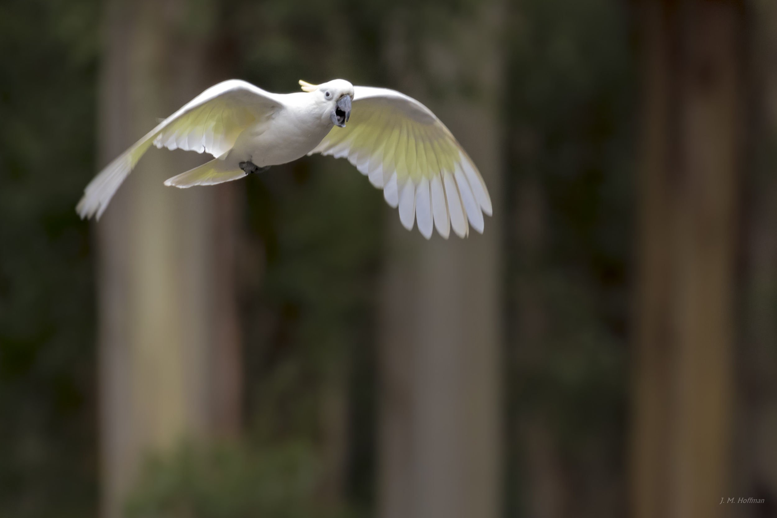 Sulphur-crested Cockatoo Soaring: Dandenongs, Melbourne, Australia