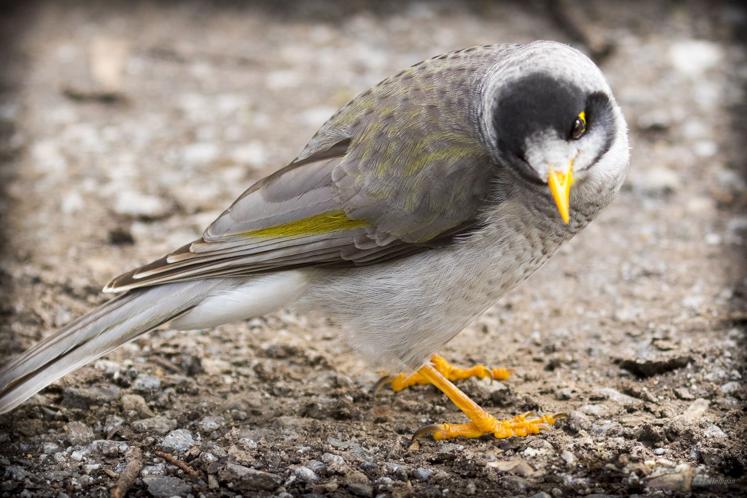 Noisy Miner: Melbourne, Australia