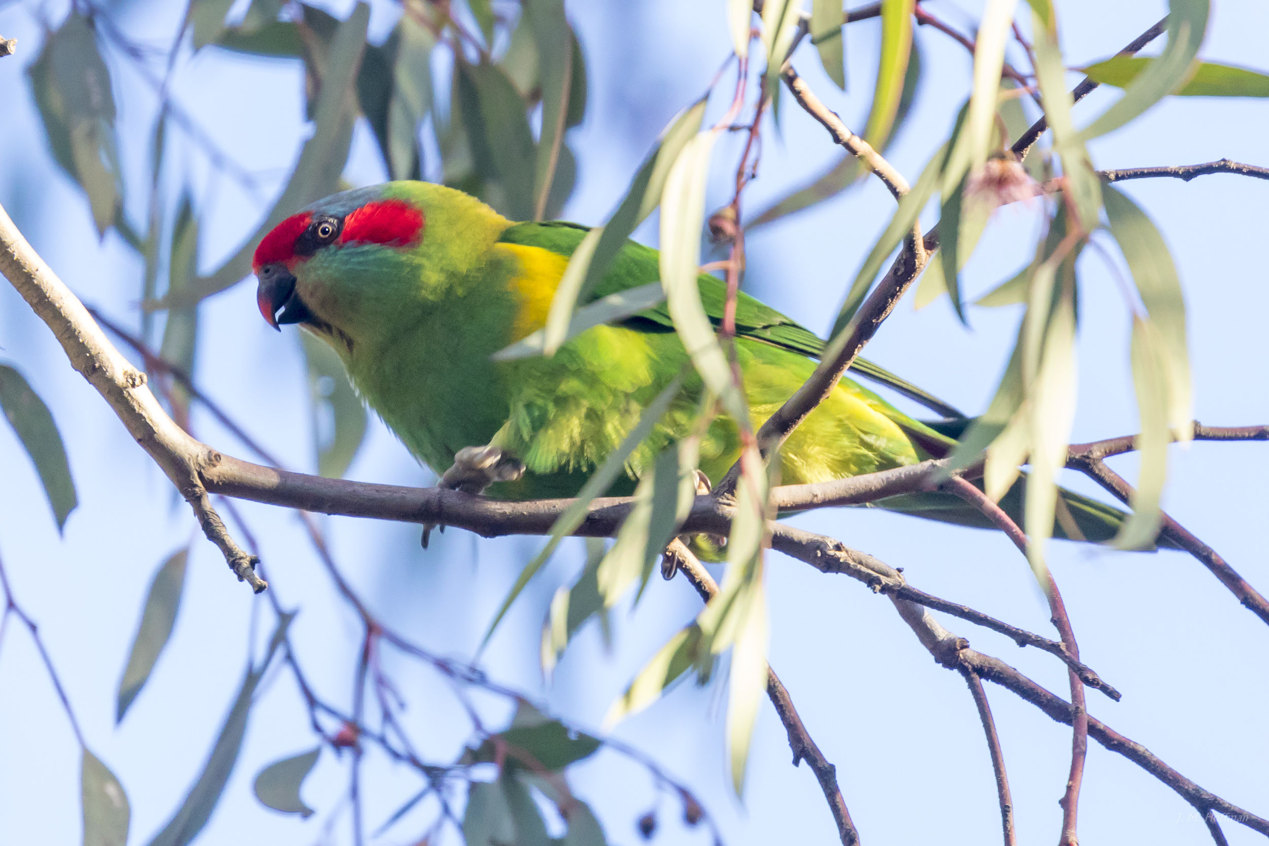 Lorikeet: Melbourne, Australia