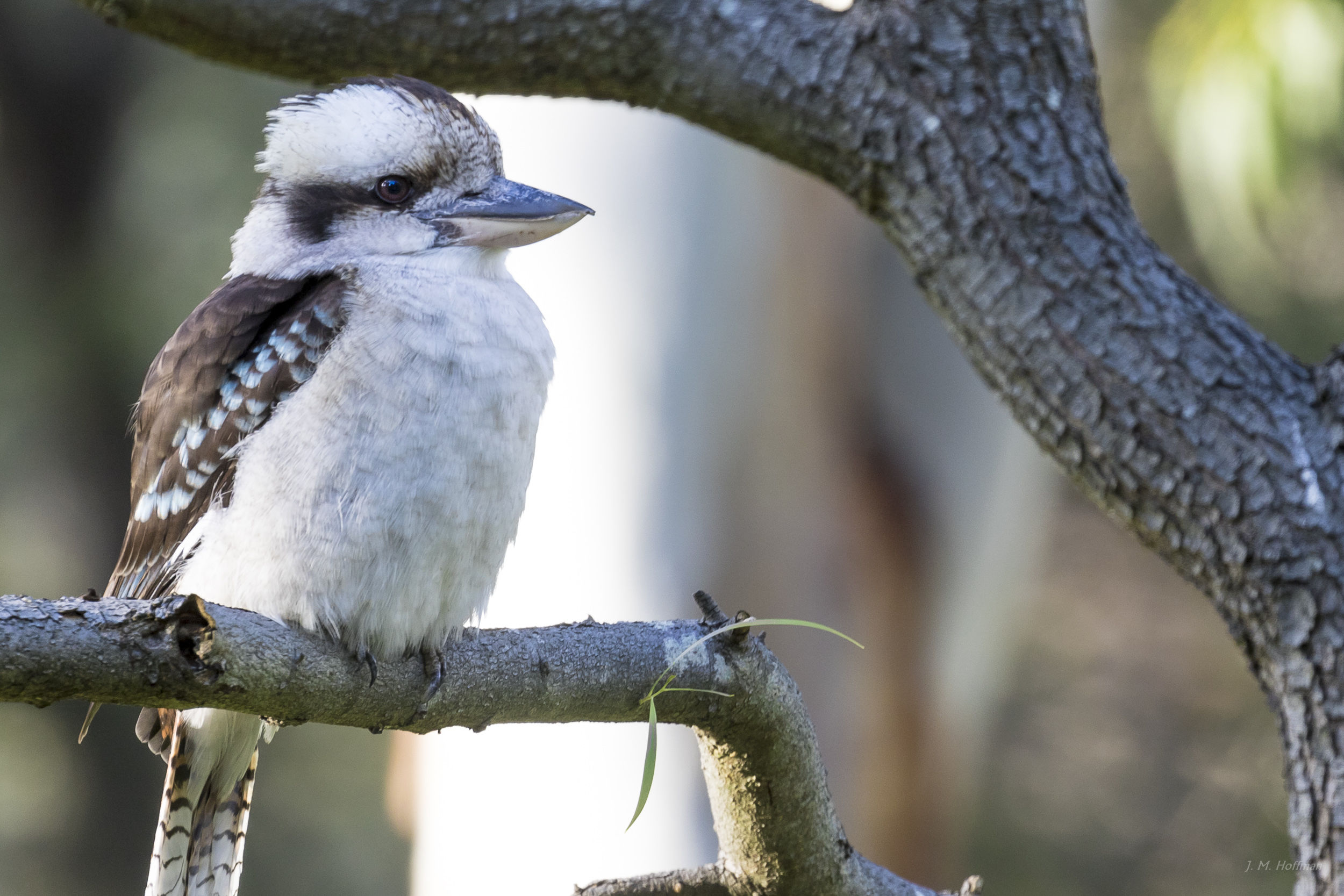 Laughing Kookaburra: Melbourne, Australia