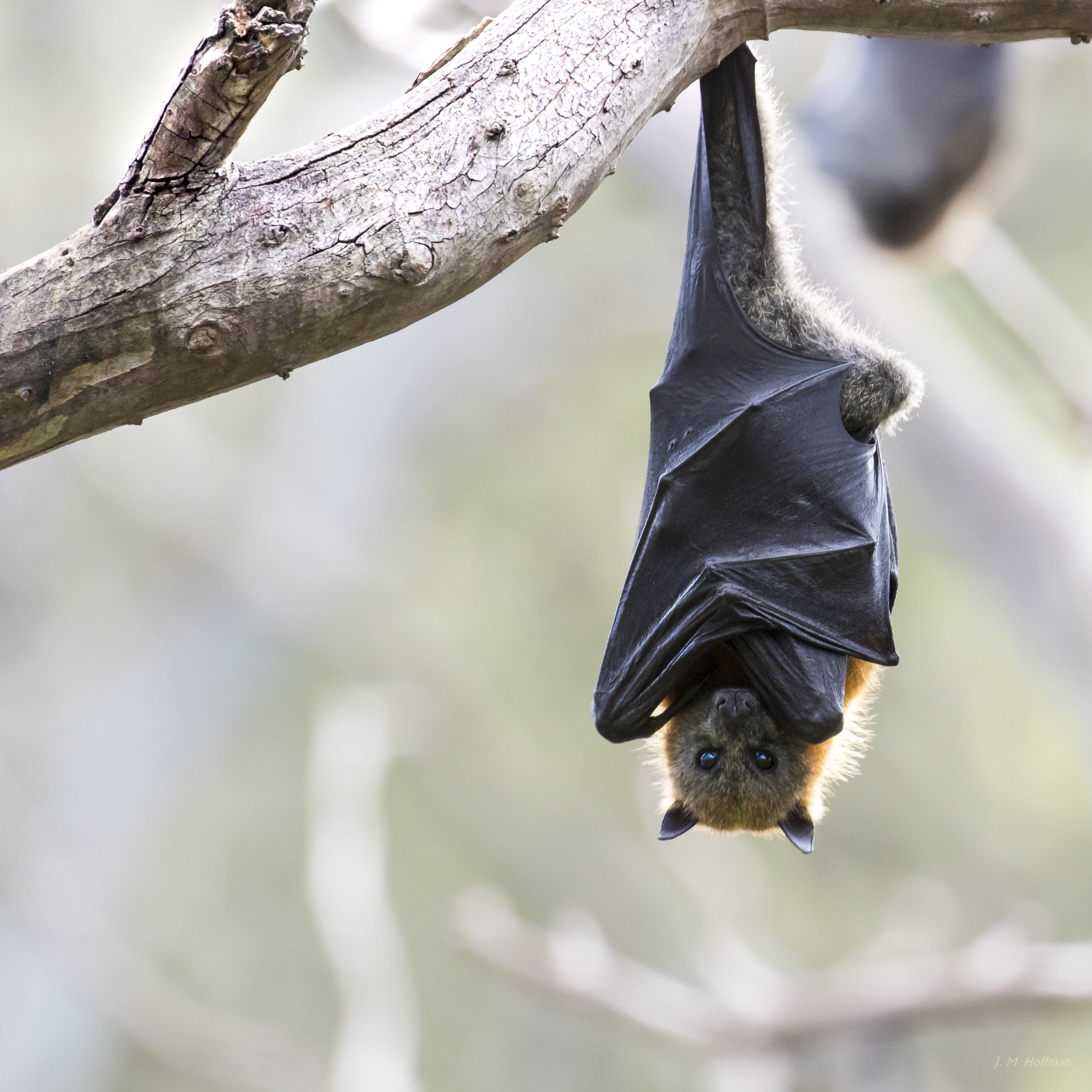 Photography By J M Hoffman Australian Wildlife