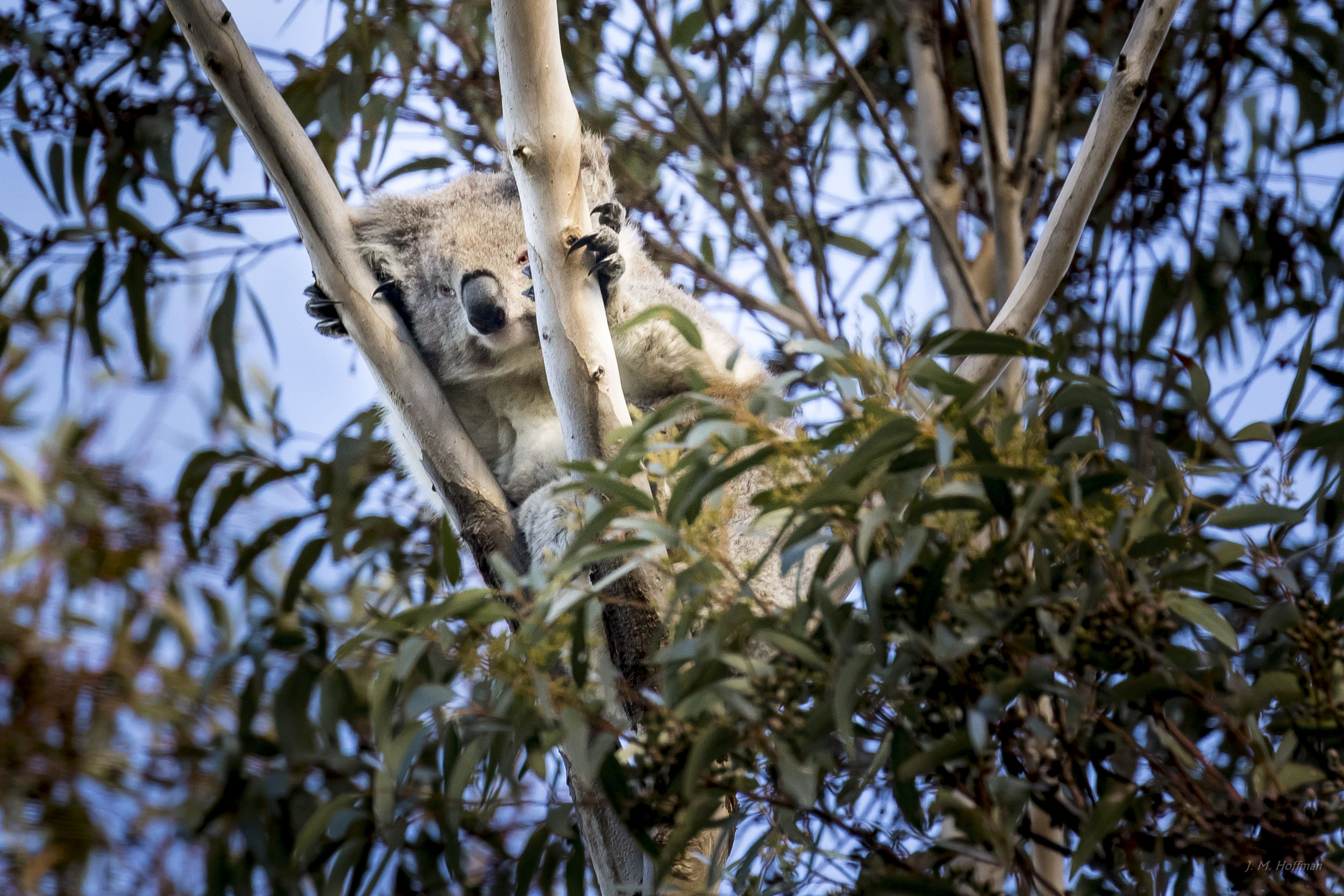 Photography By J M Hoffman Australian Wildlife