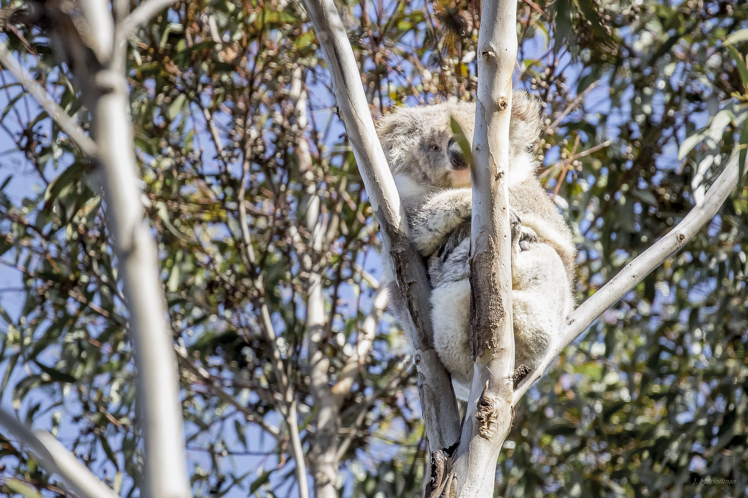 Peek-a-Koala: You Yangs Regional Park, Melbourne, Australia