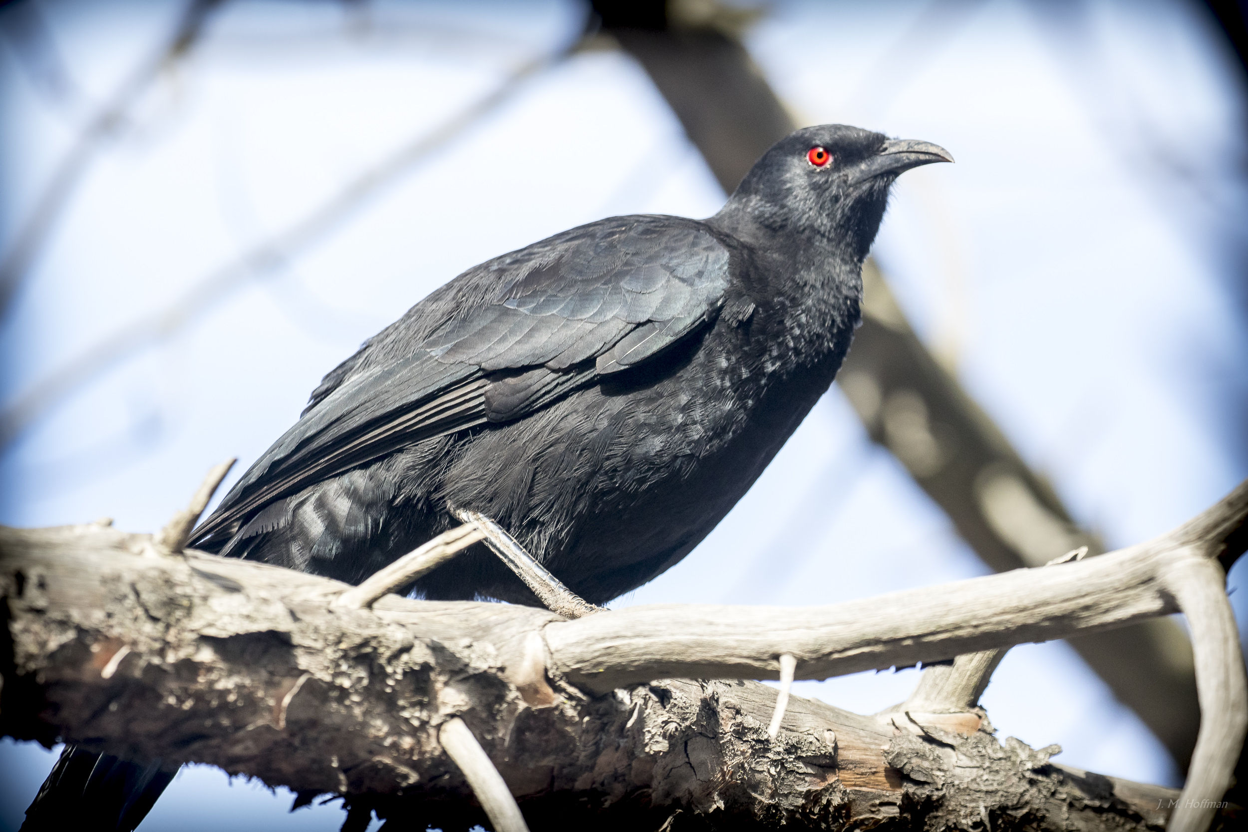 Common Koel: You Yangs Regional Park, Melbourne, Australia