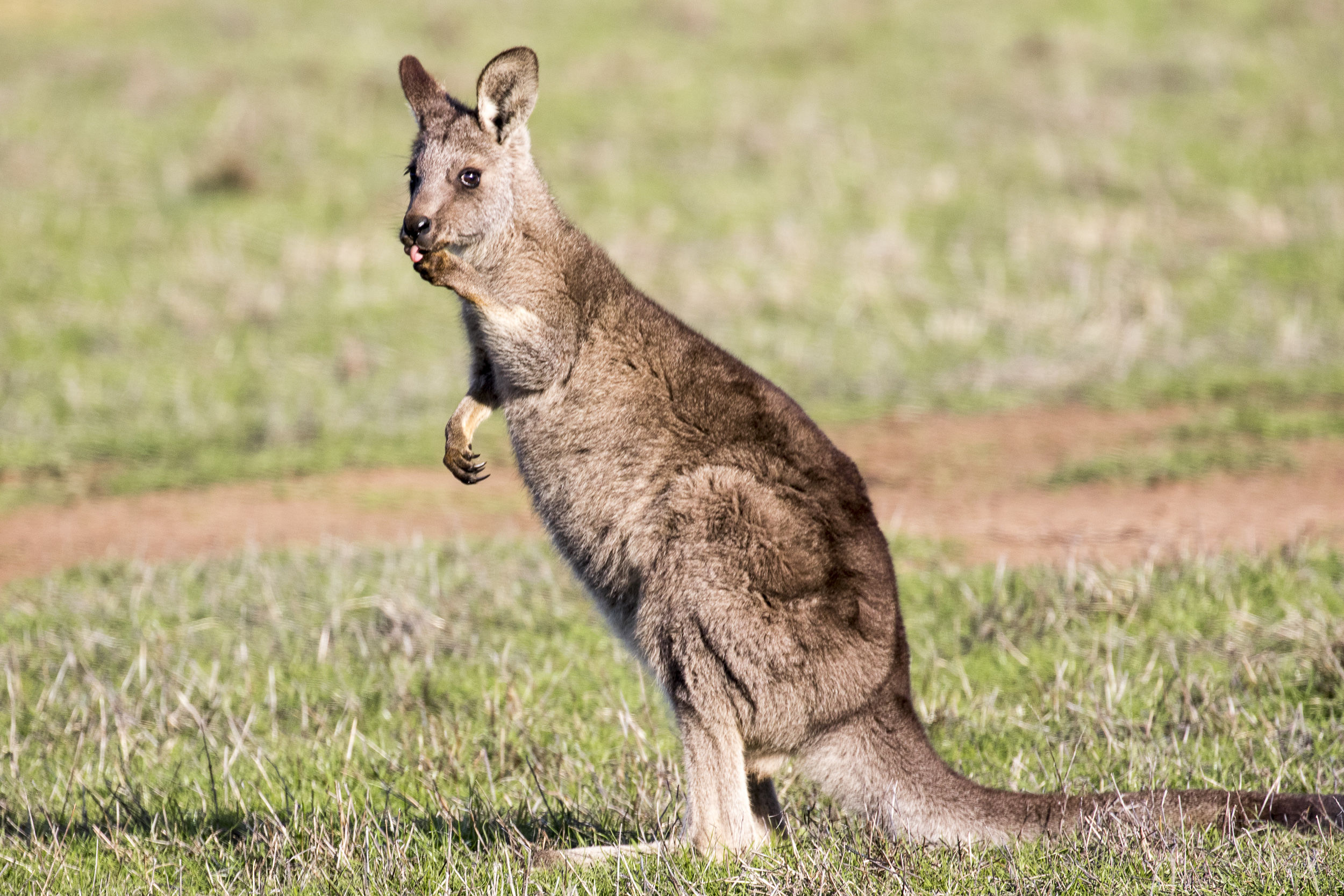 Kangaroo Finishing Off Lunch: You Yangs Regional Park, Melbourne, Australia