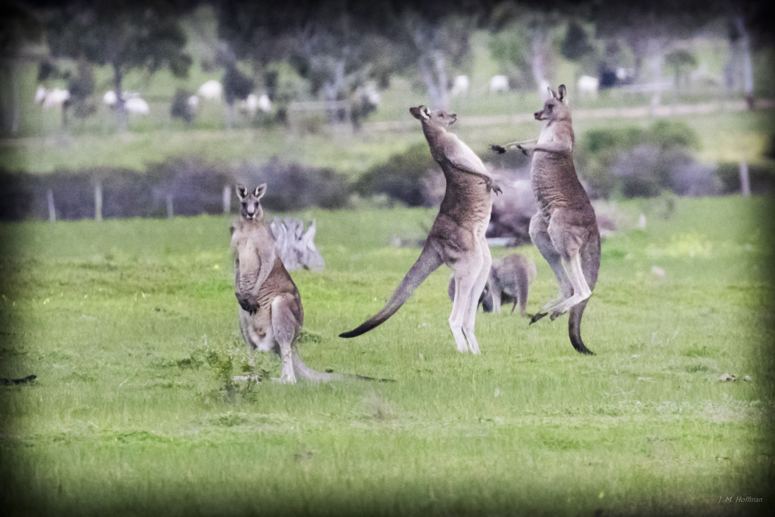 Kangaroo Fight: You Yangs Regional Park, Melbourne, Australia