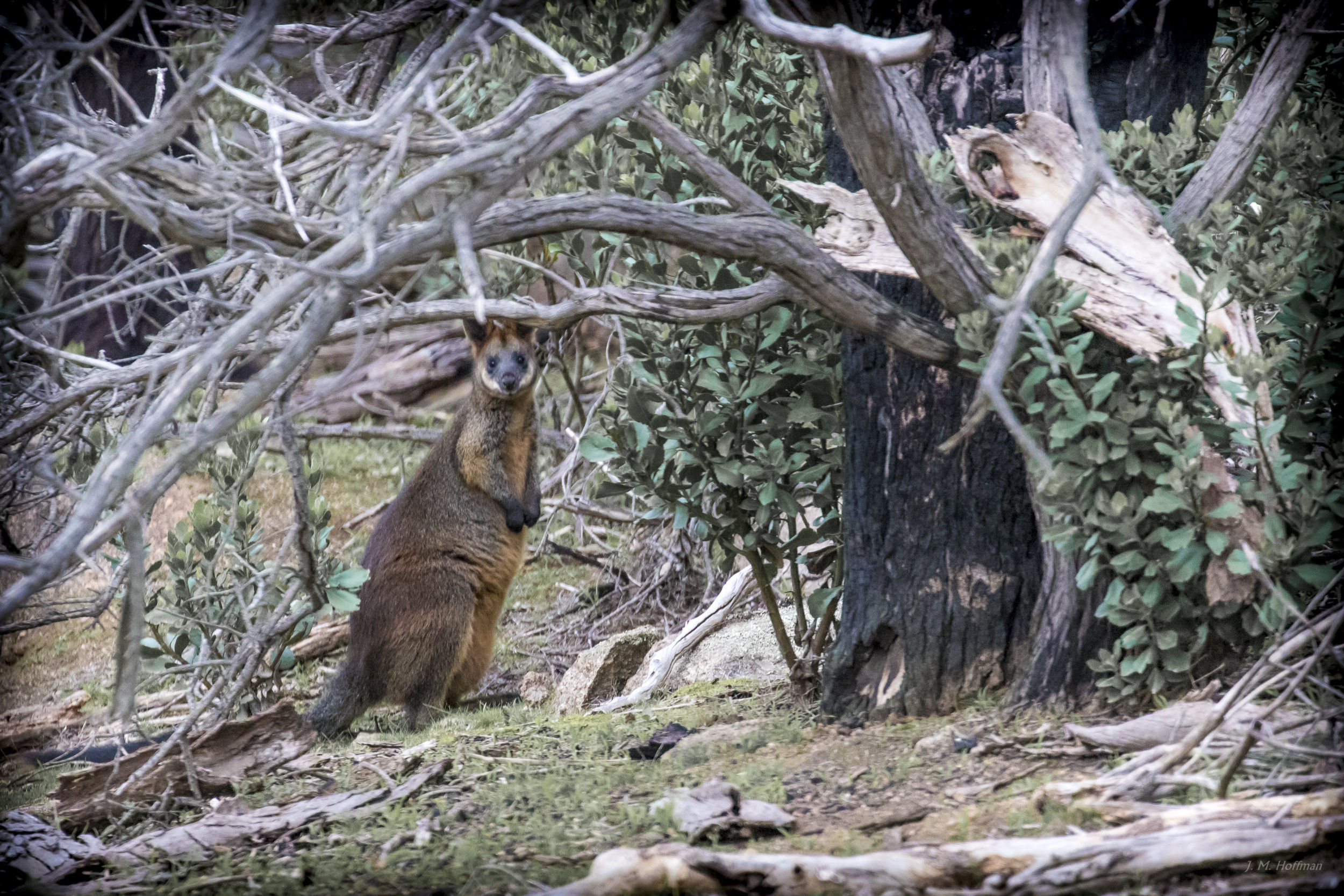 Wallaby In Situ: You Yangs Regional Park, Melbourne, Australia