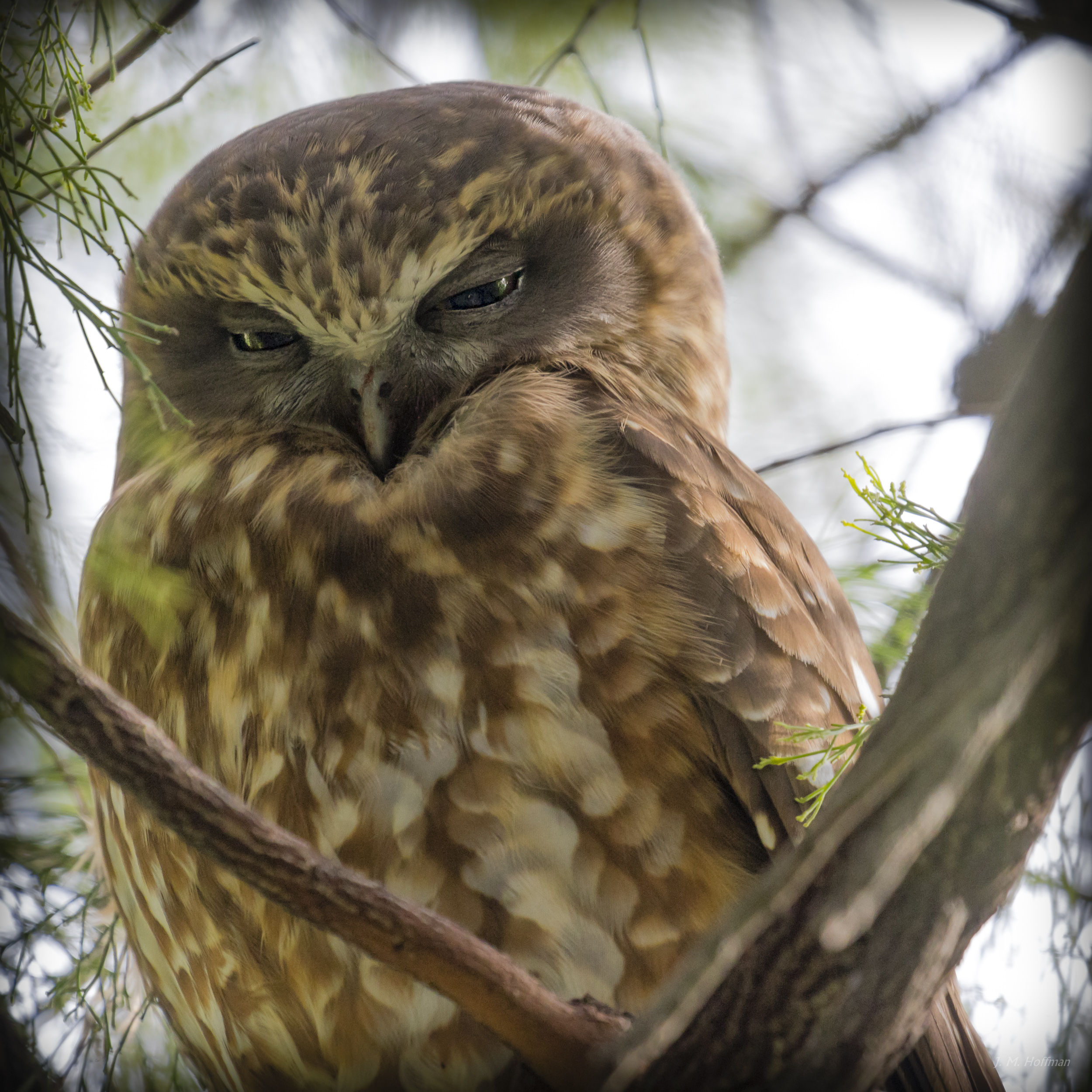 Boobook Owl: You Yangs Regional Park, Melbourne, Australia