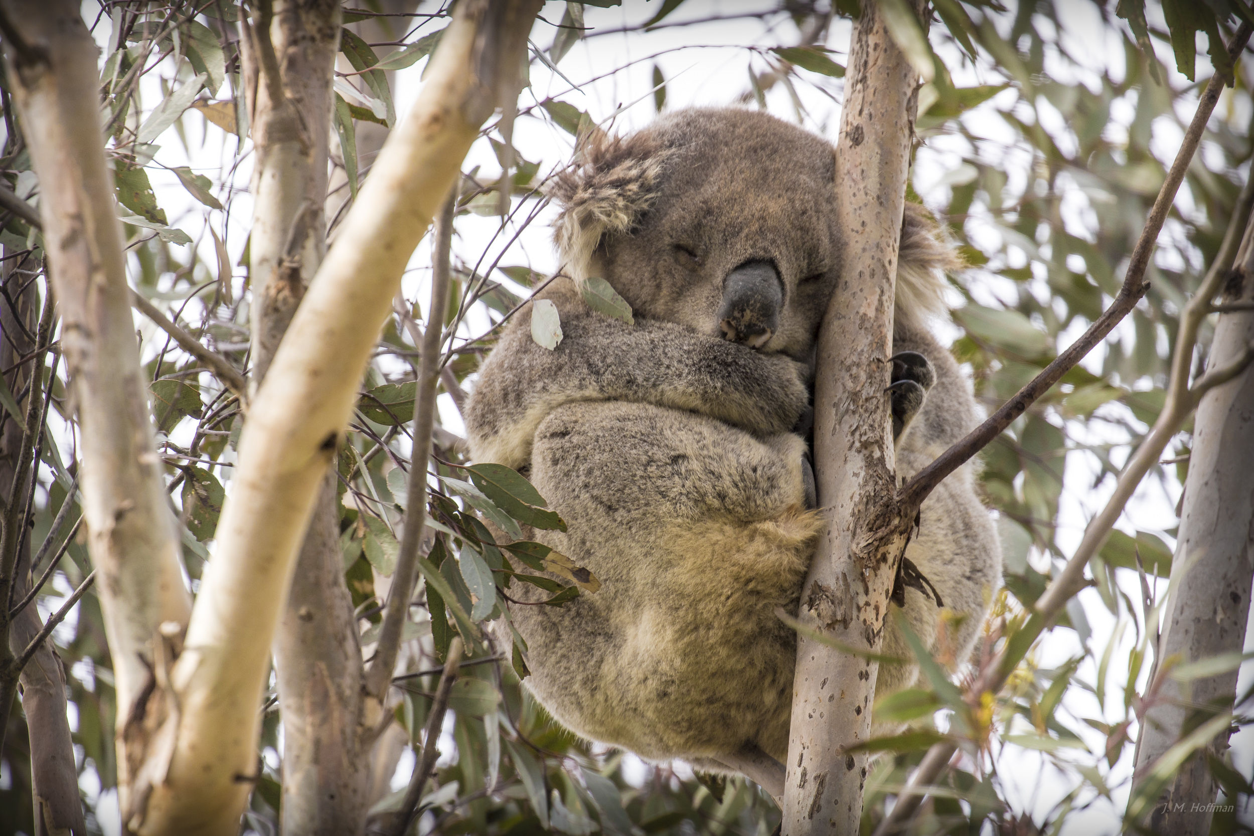 Koala Sleeping (and Levitating): You Yangs Regional Park, Melbourne, Australia