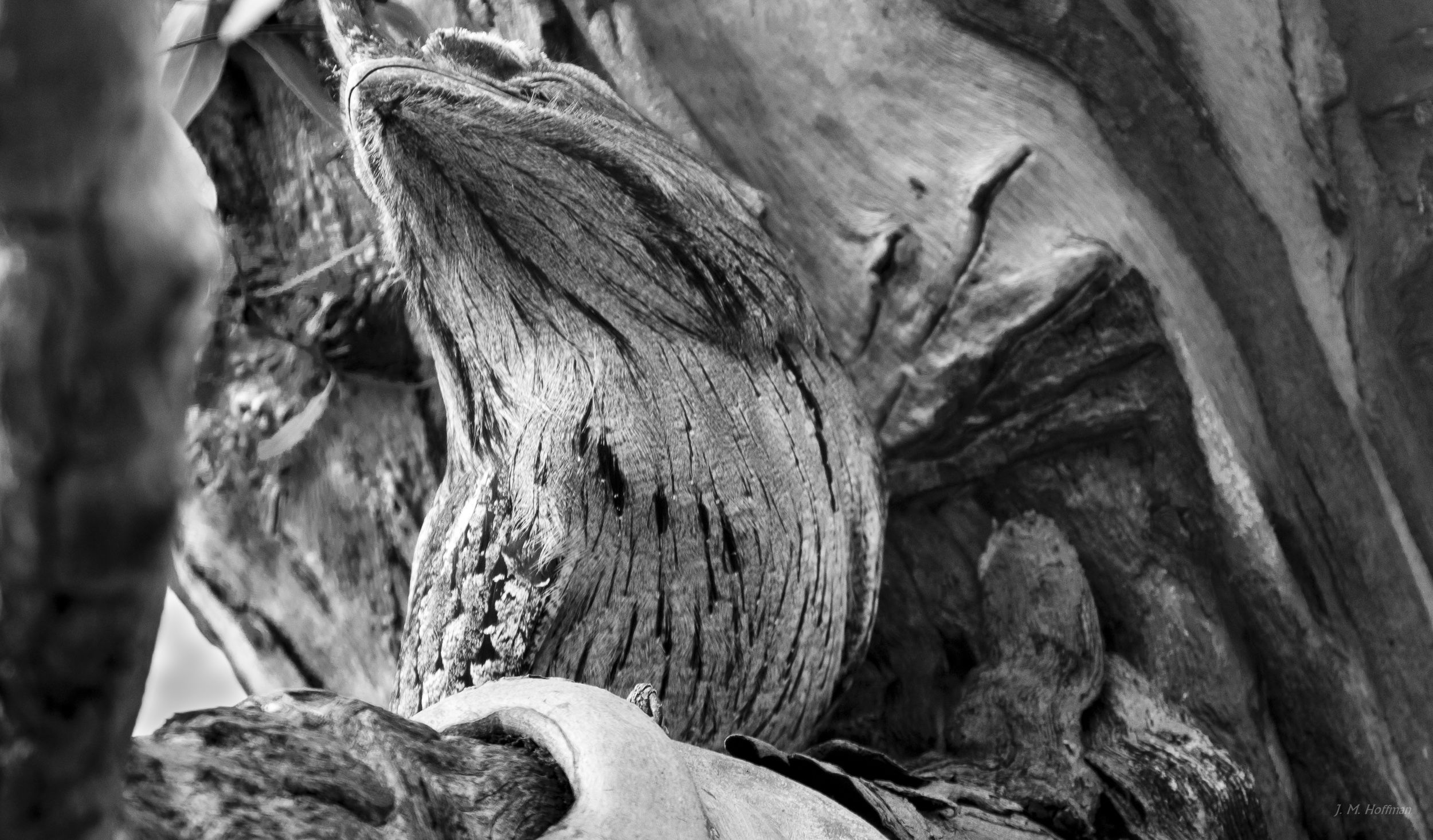 Tawny Frogmouth Showing Off: You Yangs Regional Park, Melbourne, Australia