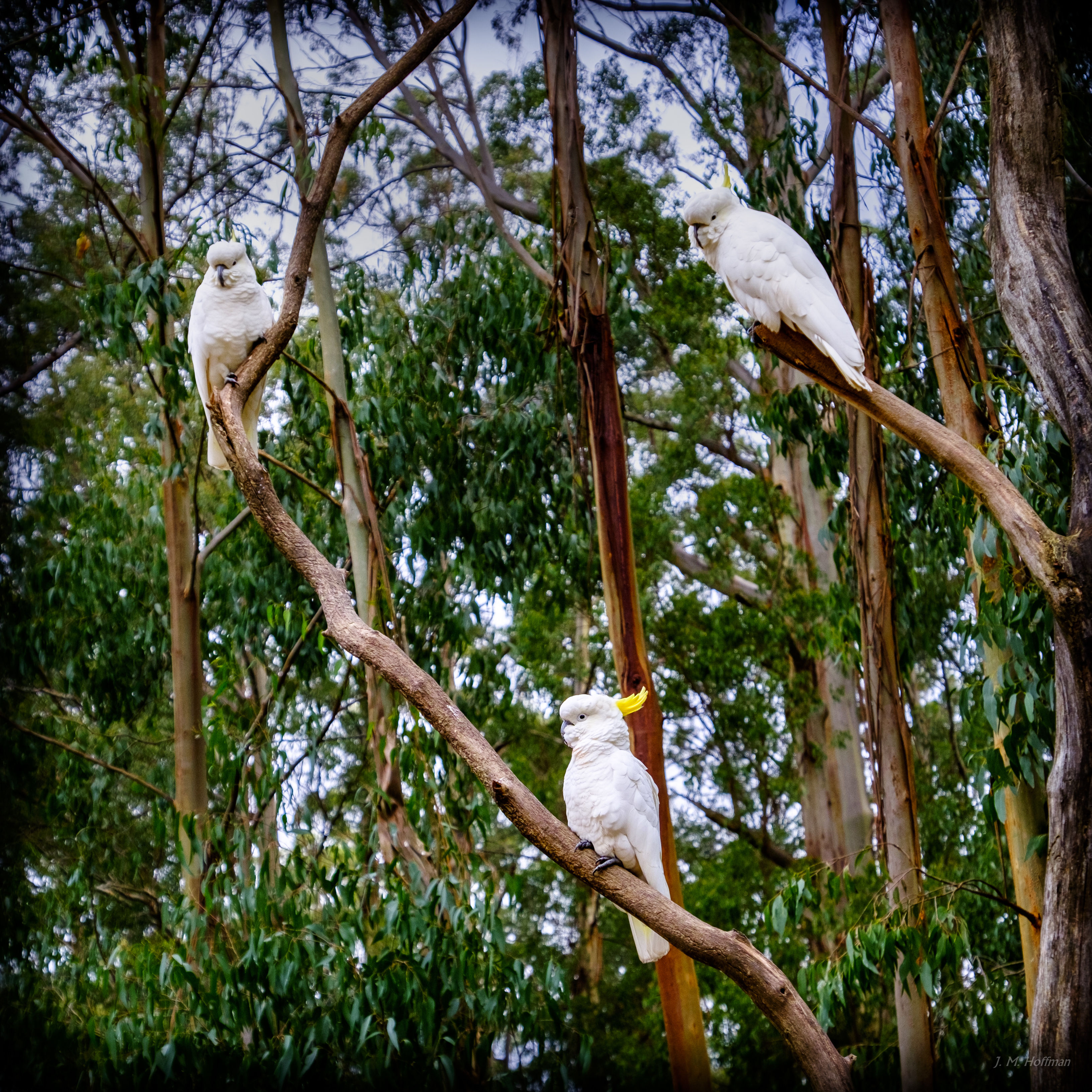 Sulphur-crested Cockatoos: Dandenongs, Melbourne, Australia