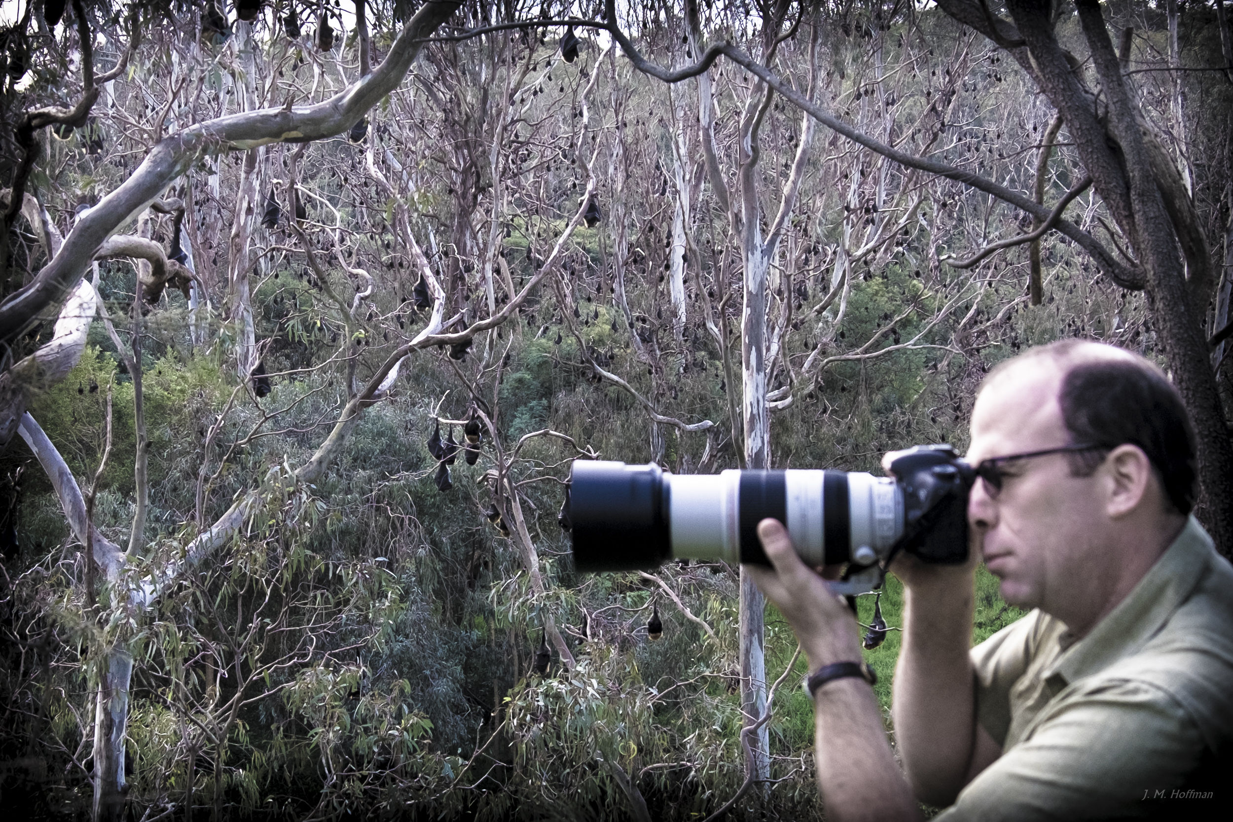 Photographing Flying-fox Bats: Yarra Bend Park, Melbourne, Australia