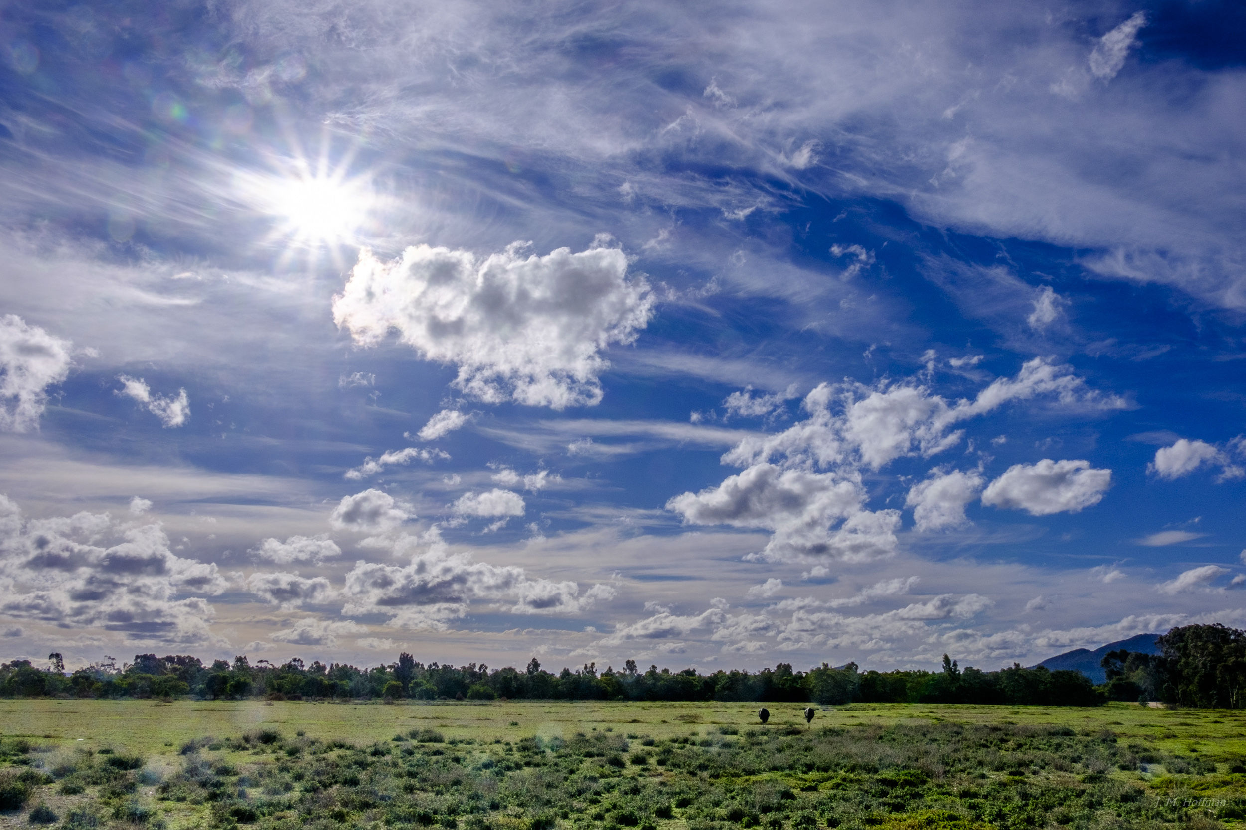 Emus Under a Brilliant Australian Sky: You Yangs Regional Park, Melbourne, Australia