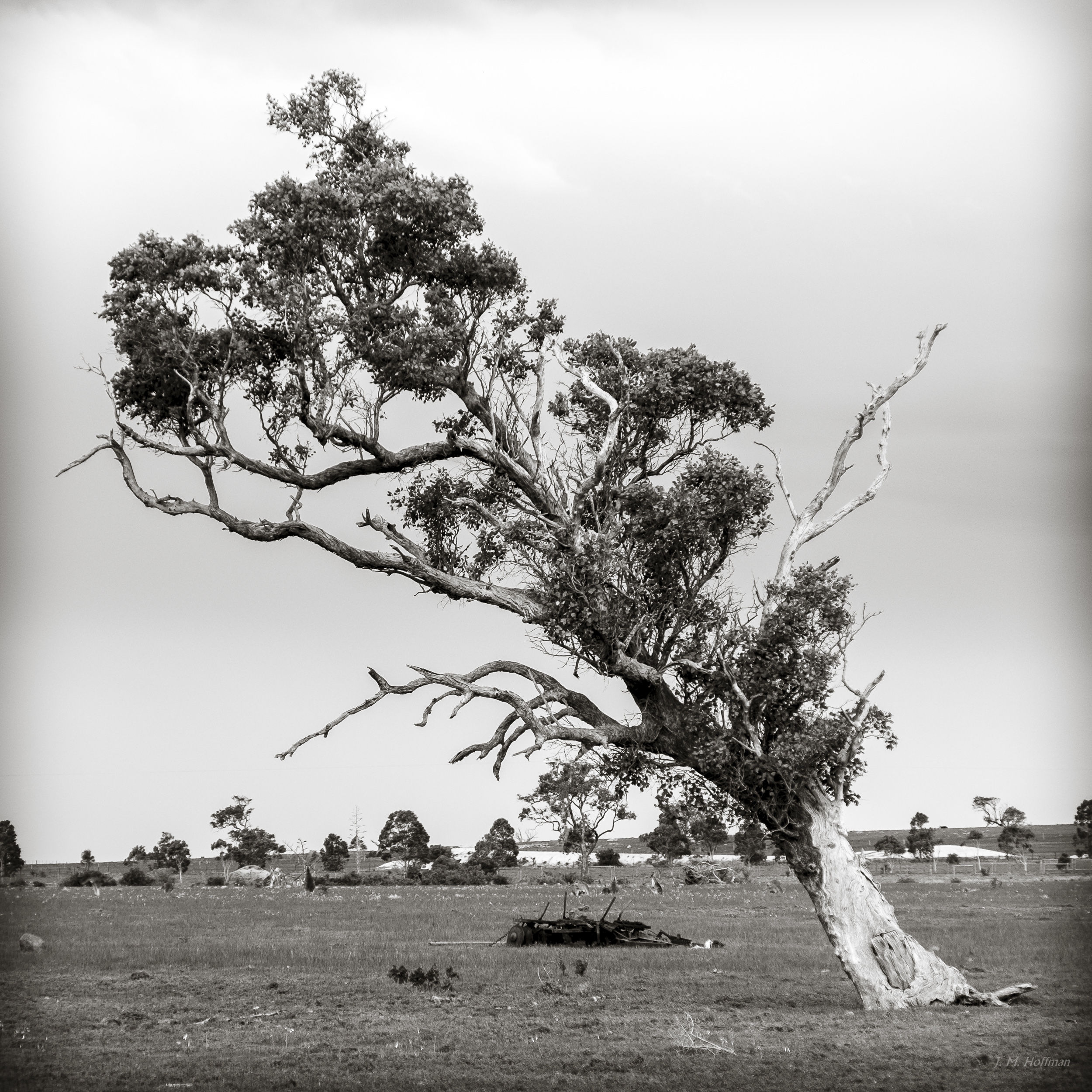 Australian Tree: You Yangs Regional Park, Melbourne, Australia