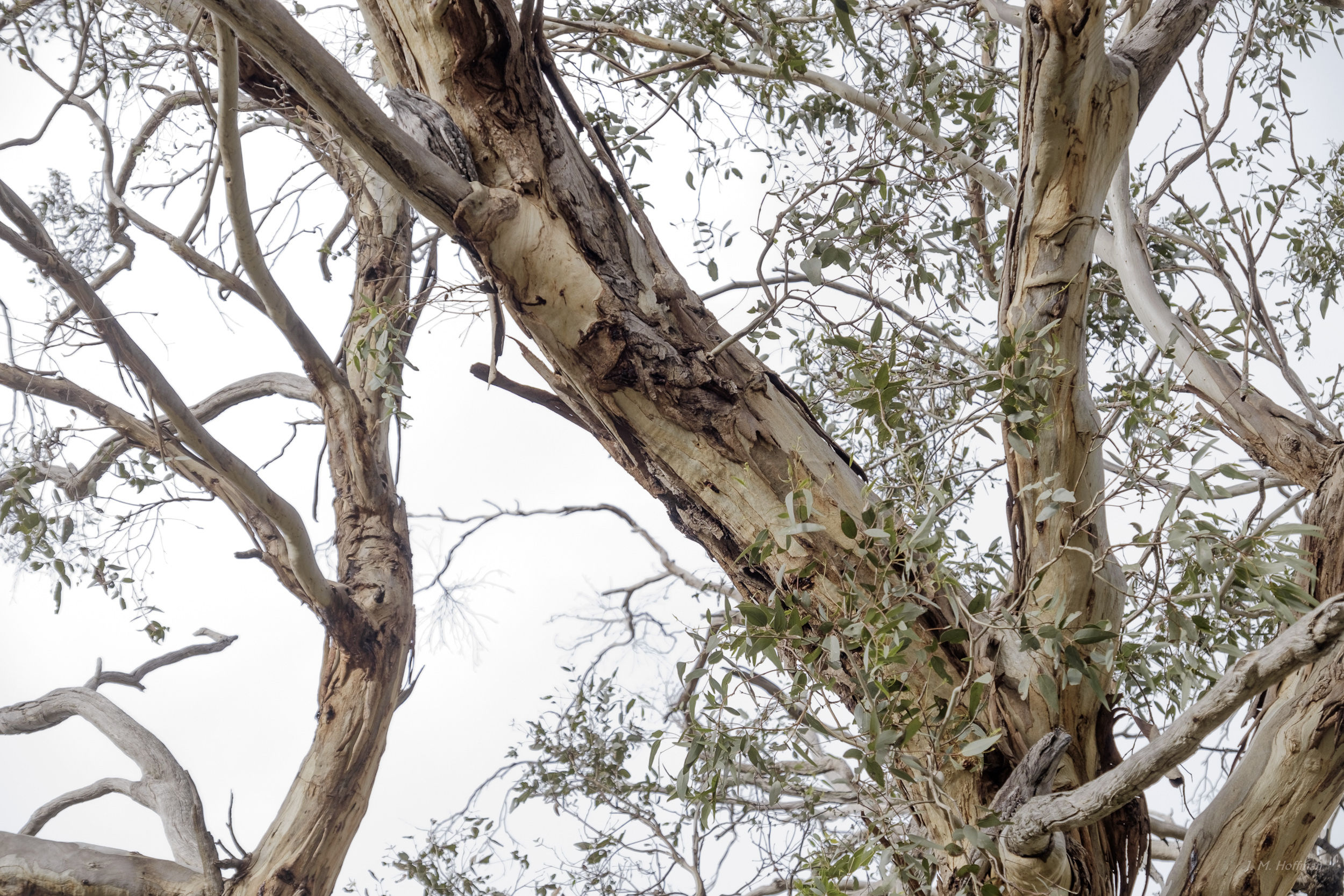 Camouflaged Tawny Frogmouths: You Yangs Regional Park, Melbourne, Australia