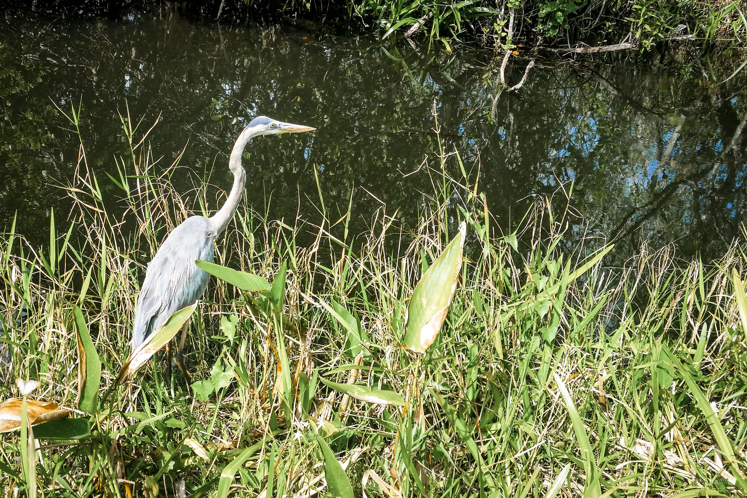 Blue Heron, Shot with a Phone: Everglades, FL