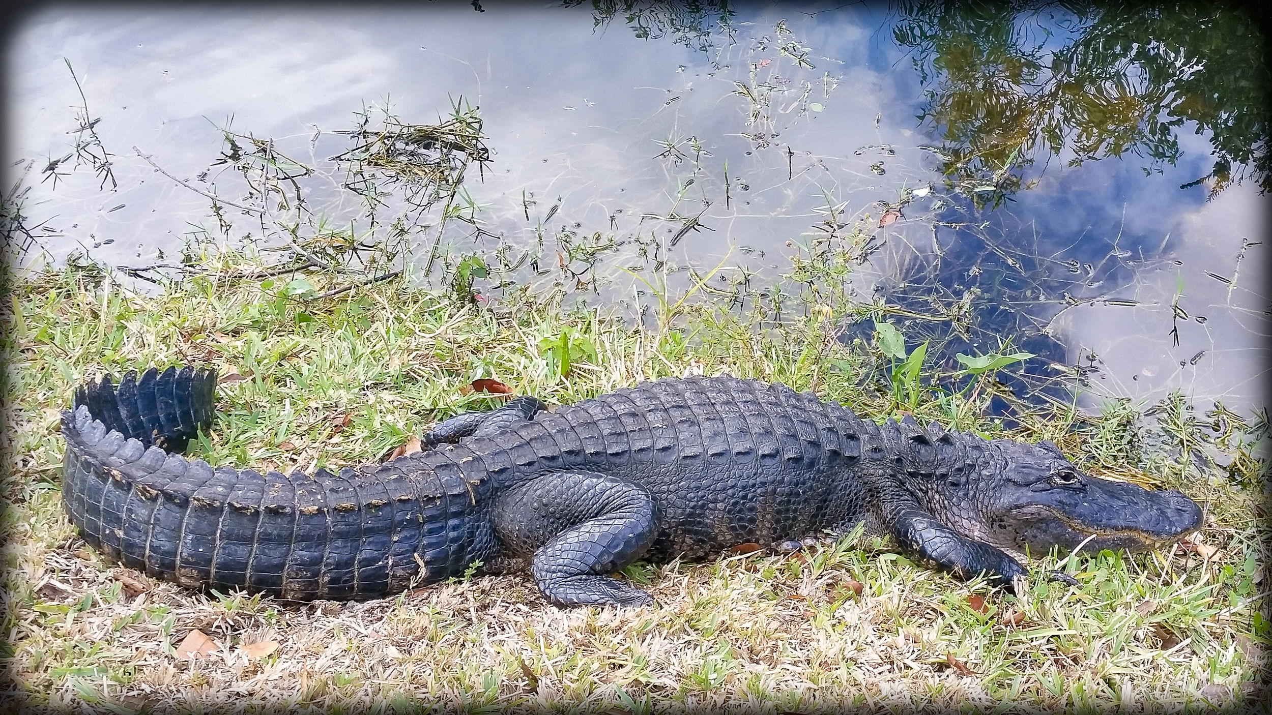 Alligator, Shot with a Phone: Everglades, FL