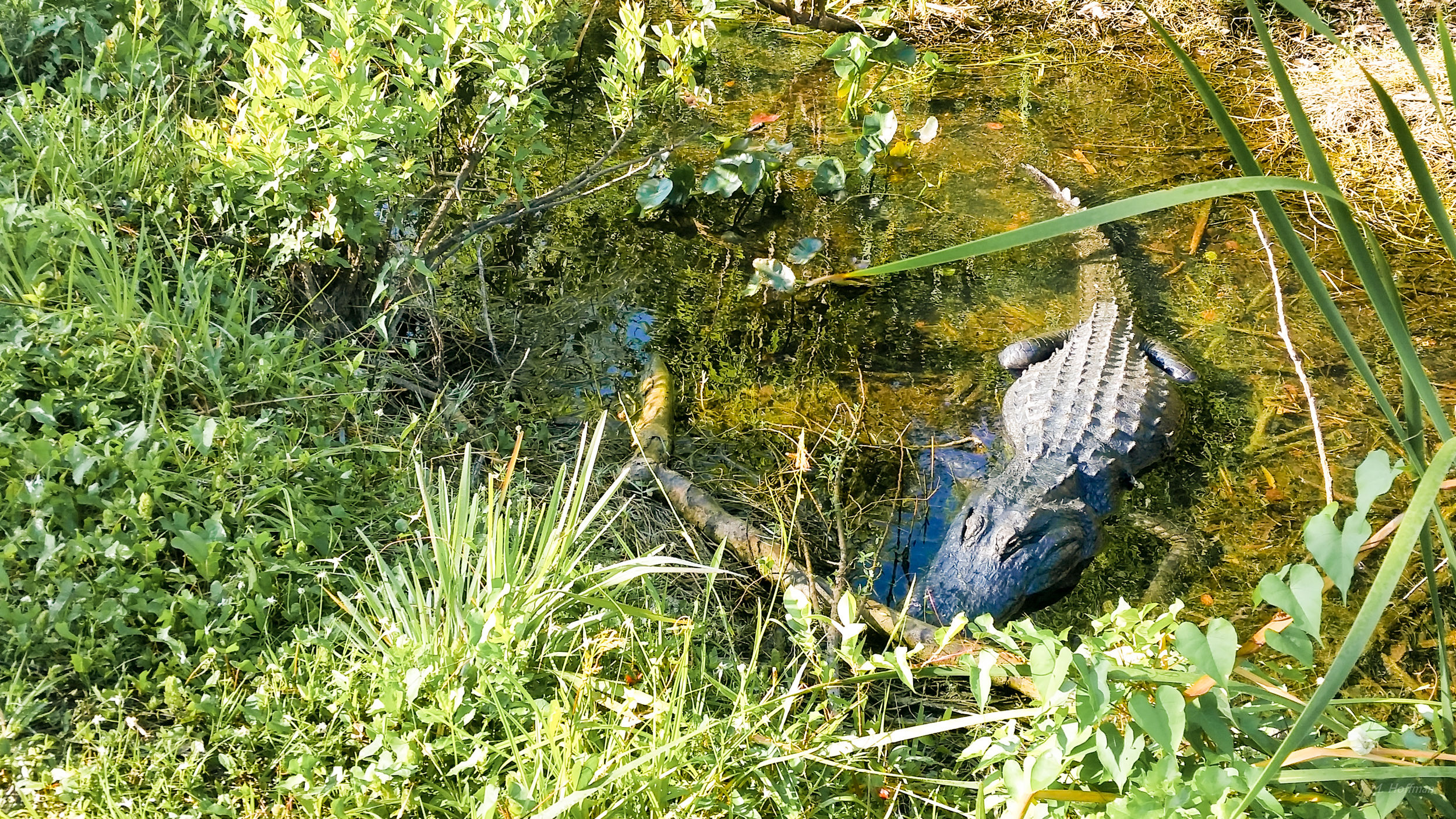 Alligator in Swamp, Shot with a Phone: Everglades, FL