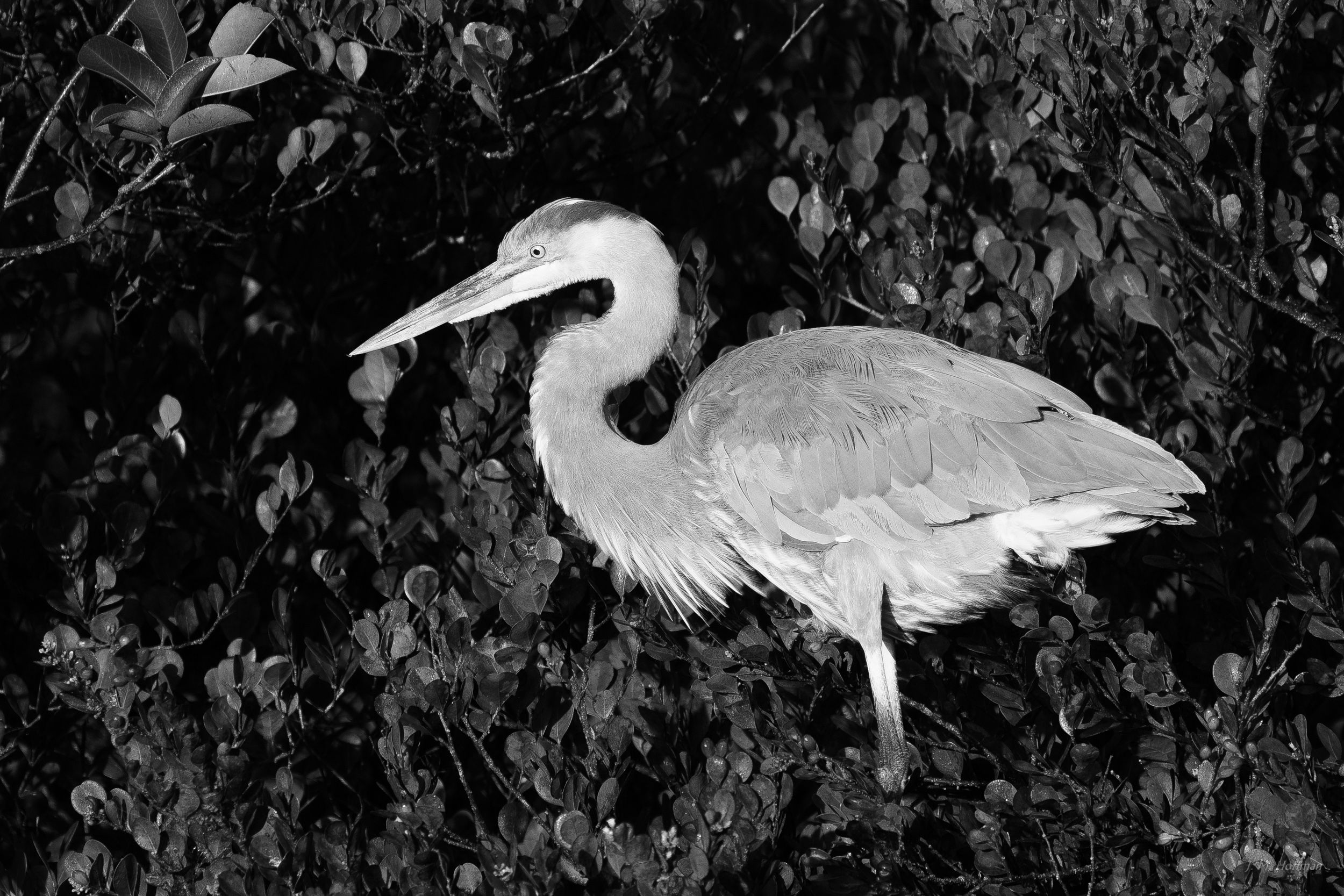 Great Blue in Black and White: Everglades, FL