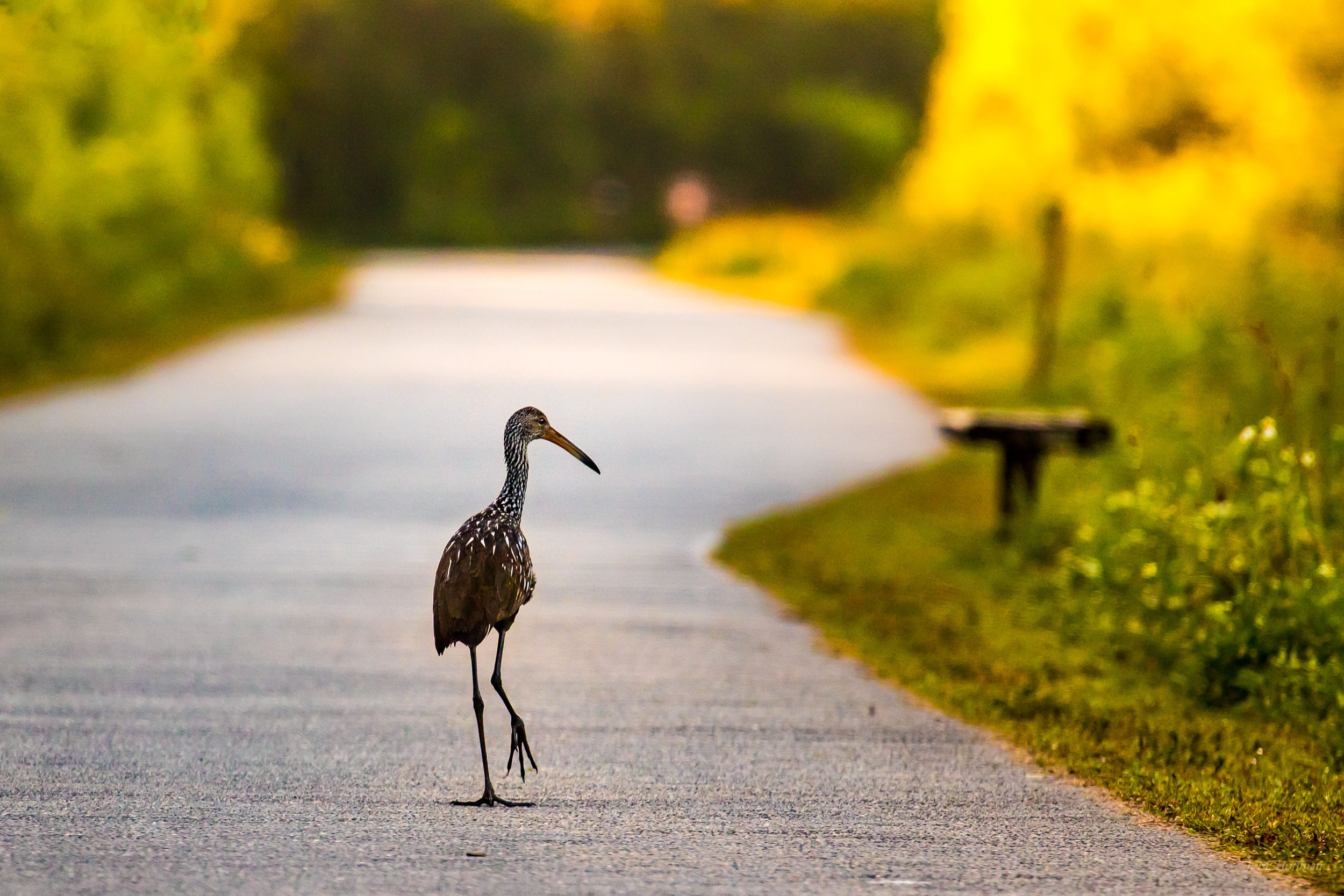 Limpkin Taking a Morning Stroll: Everglades, FL