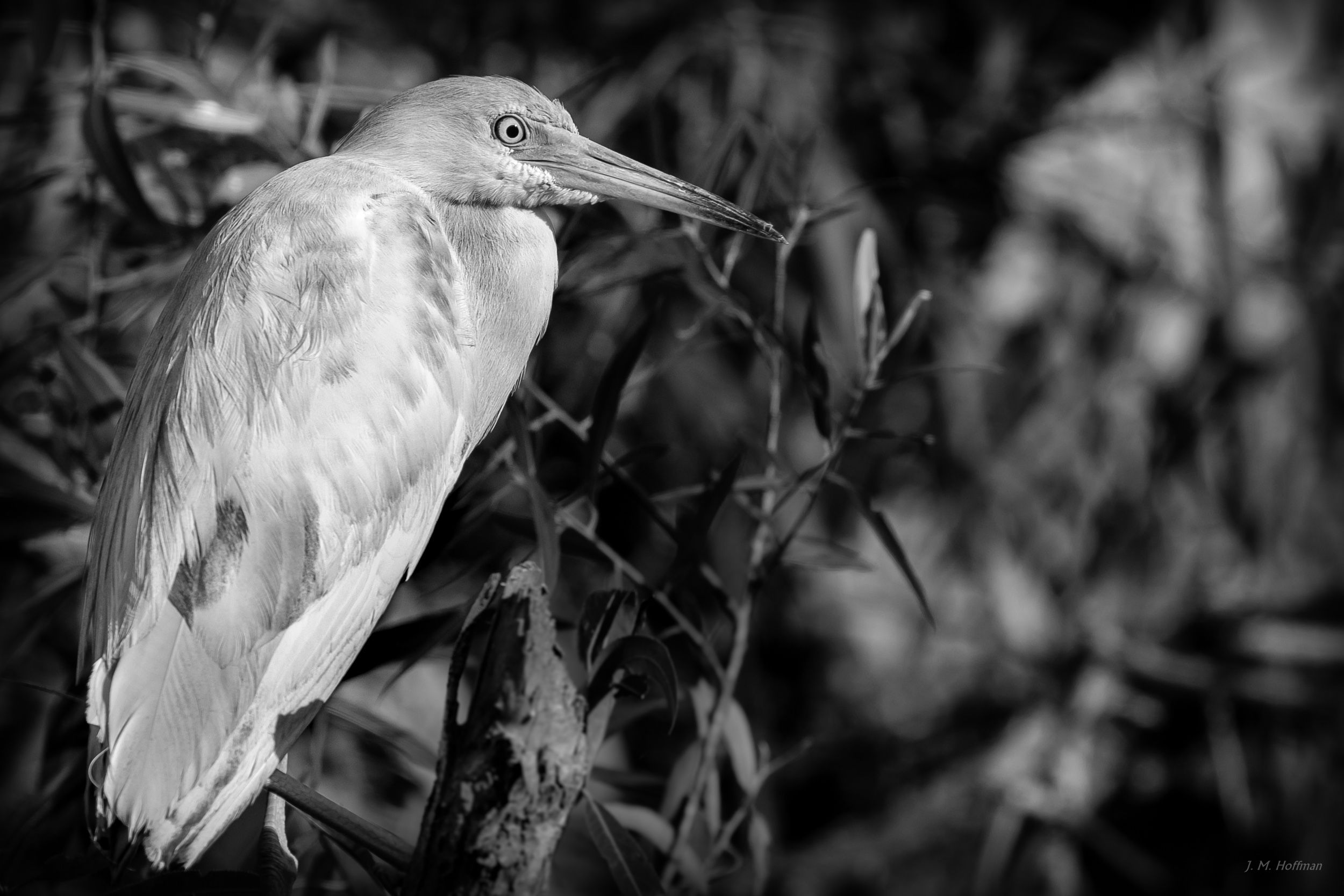 Snowy Egret in Black and White: Everglades, FL