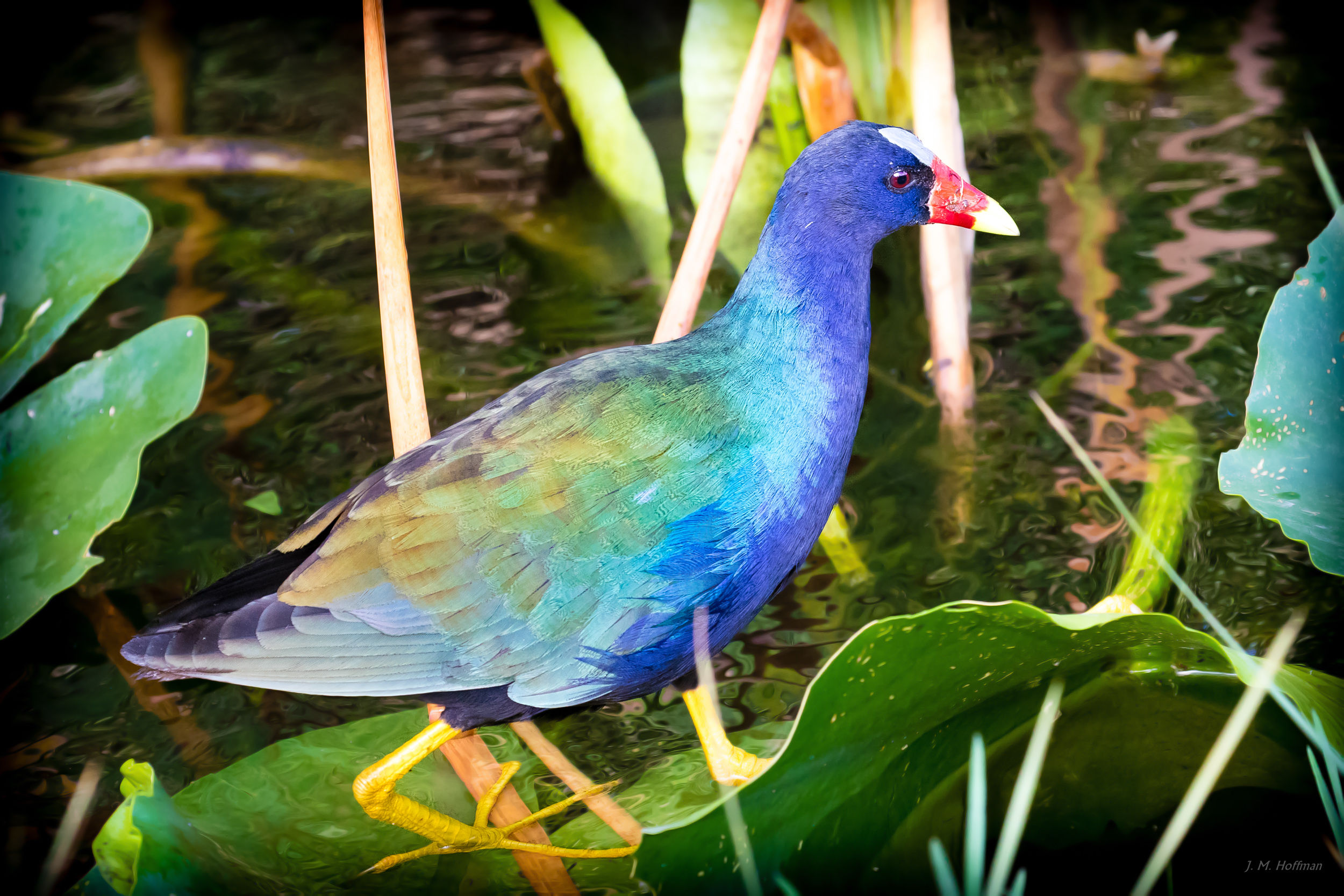 That Amazing Purple Gallinule Again: Everglades, FL
