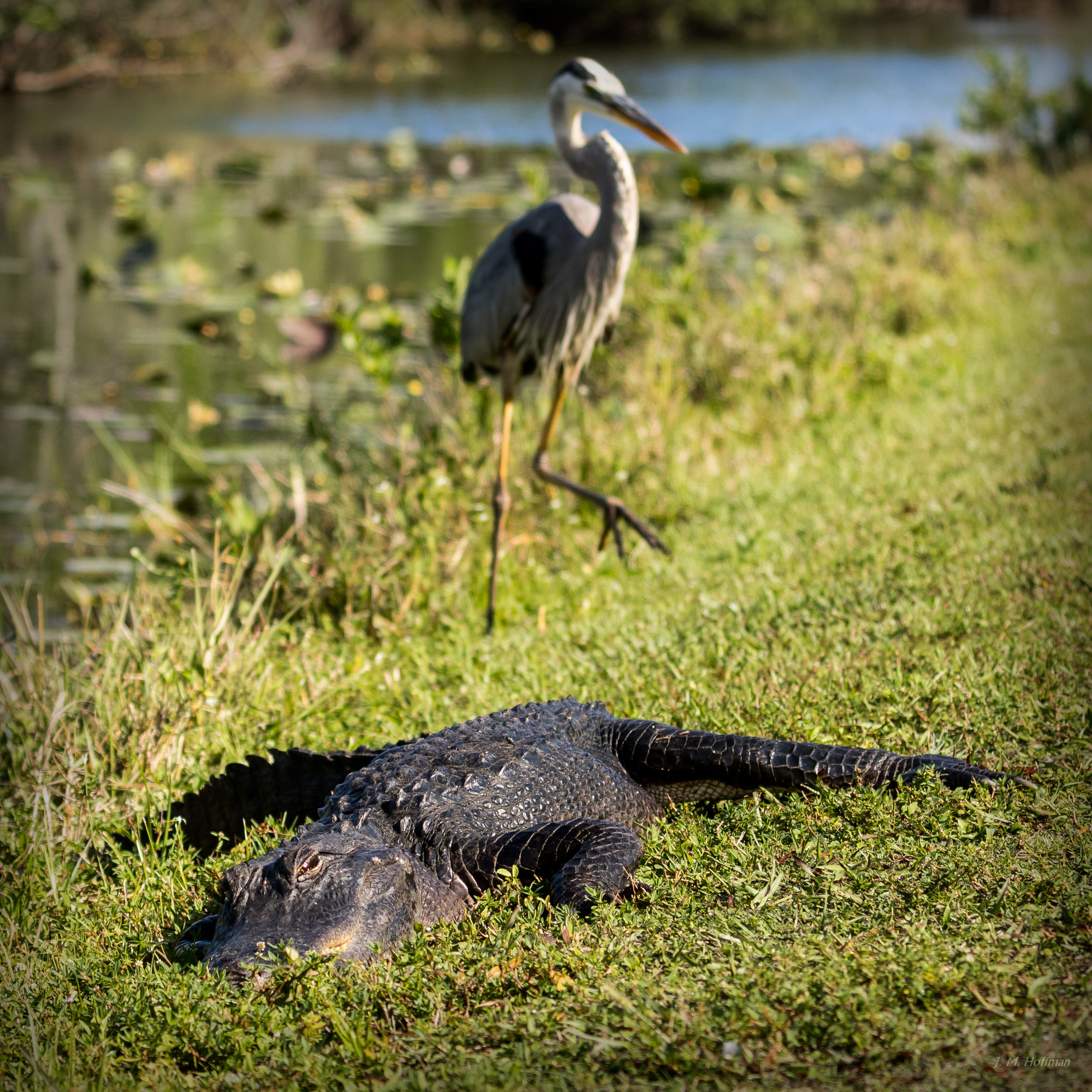 Make Peace Not War: Everglades, FL