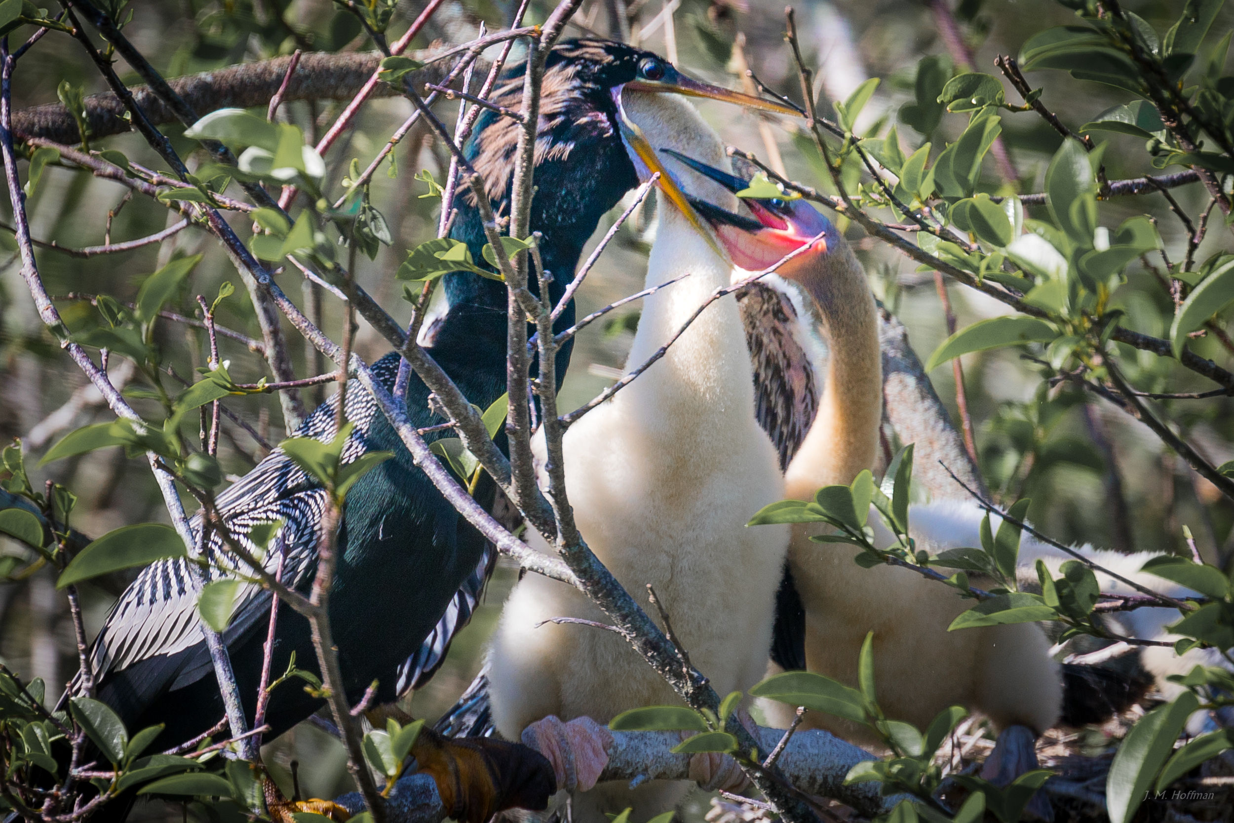 Breakfast: Everglades, FL