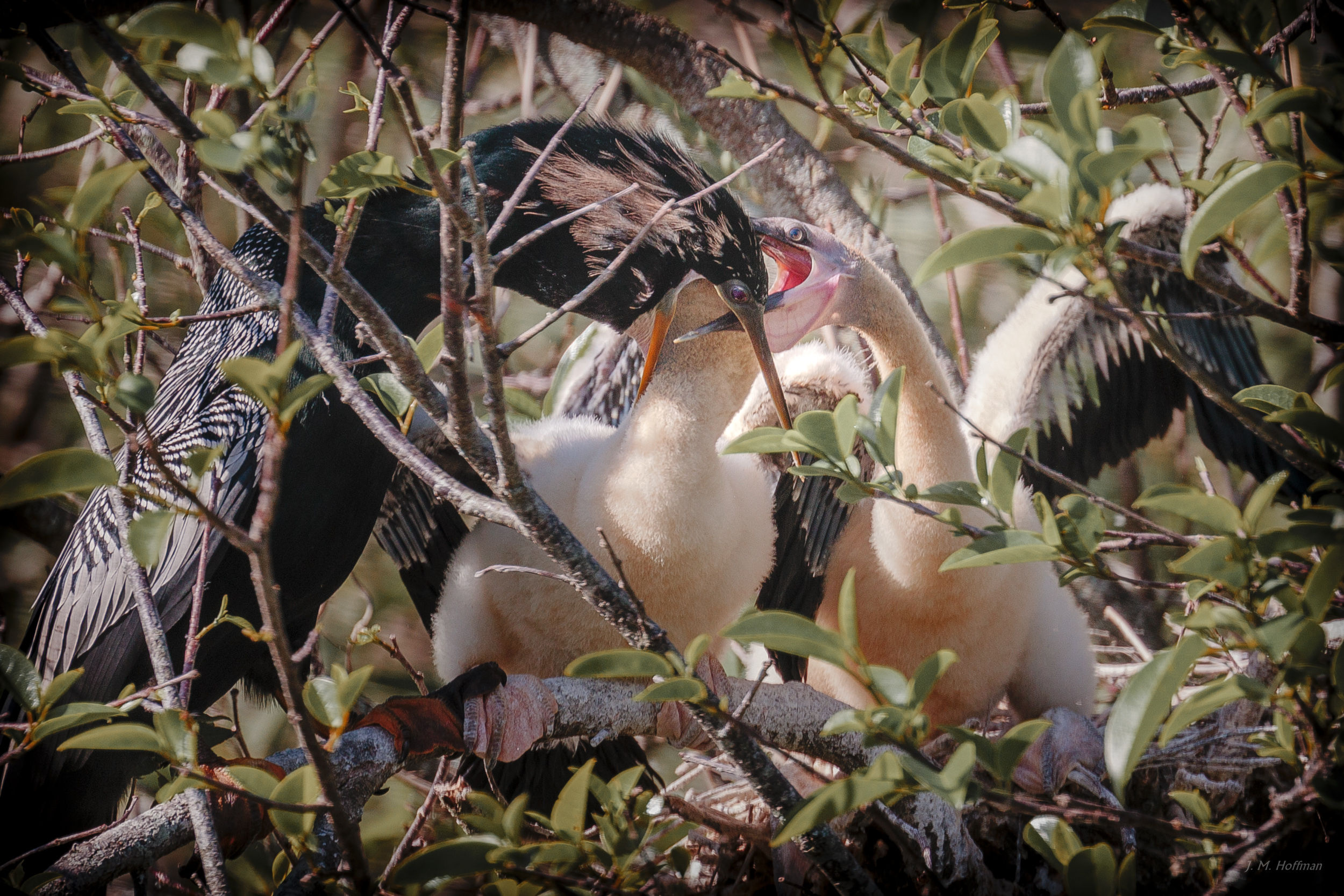 More Breakfast: Everglades, FL
