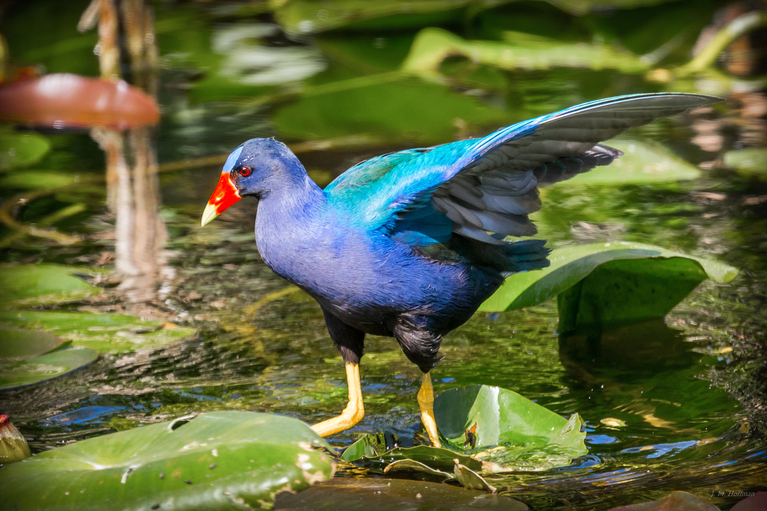 One More Time With The Purple Gallinule Again: Everglades, FL