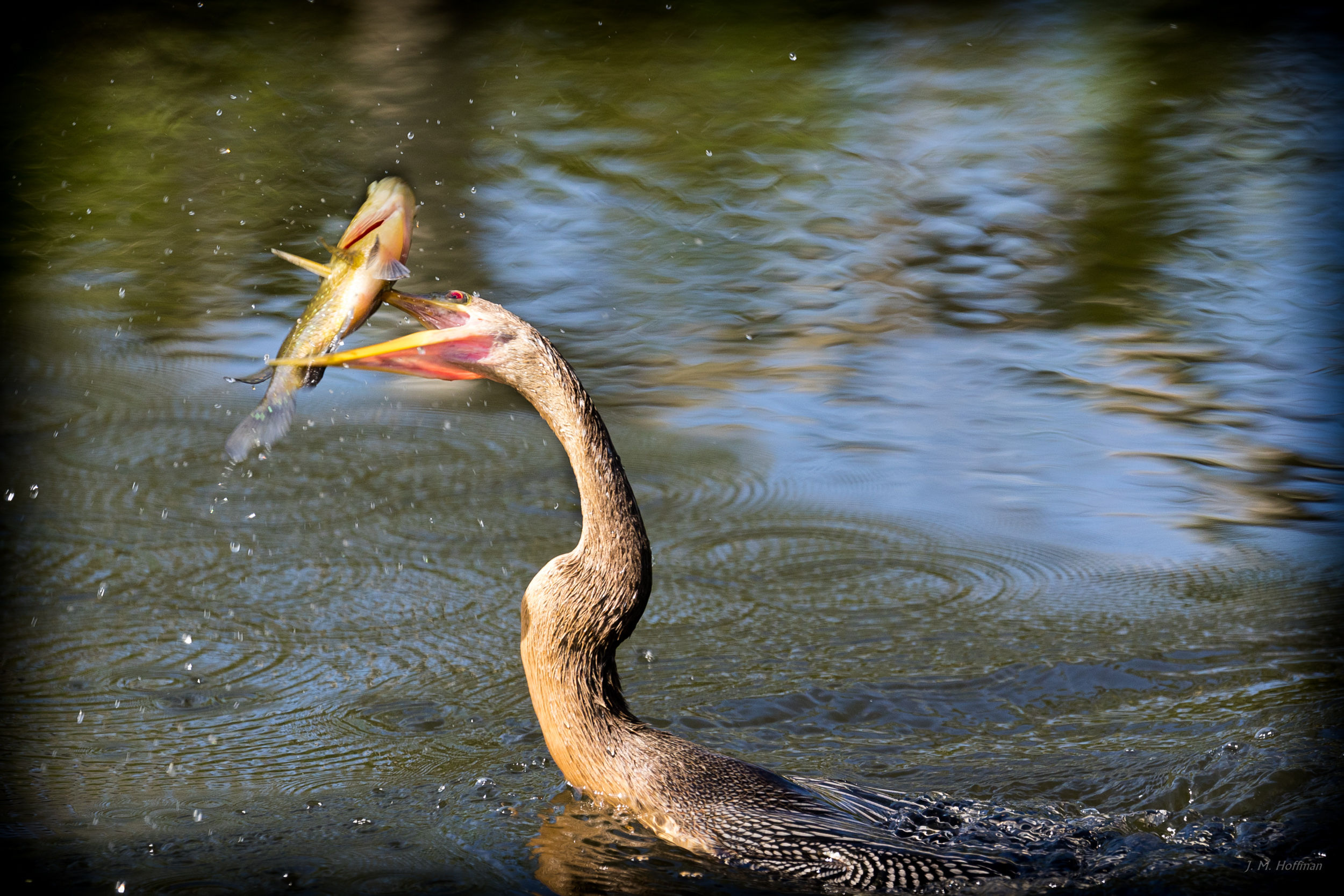 Anhinga 