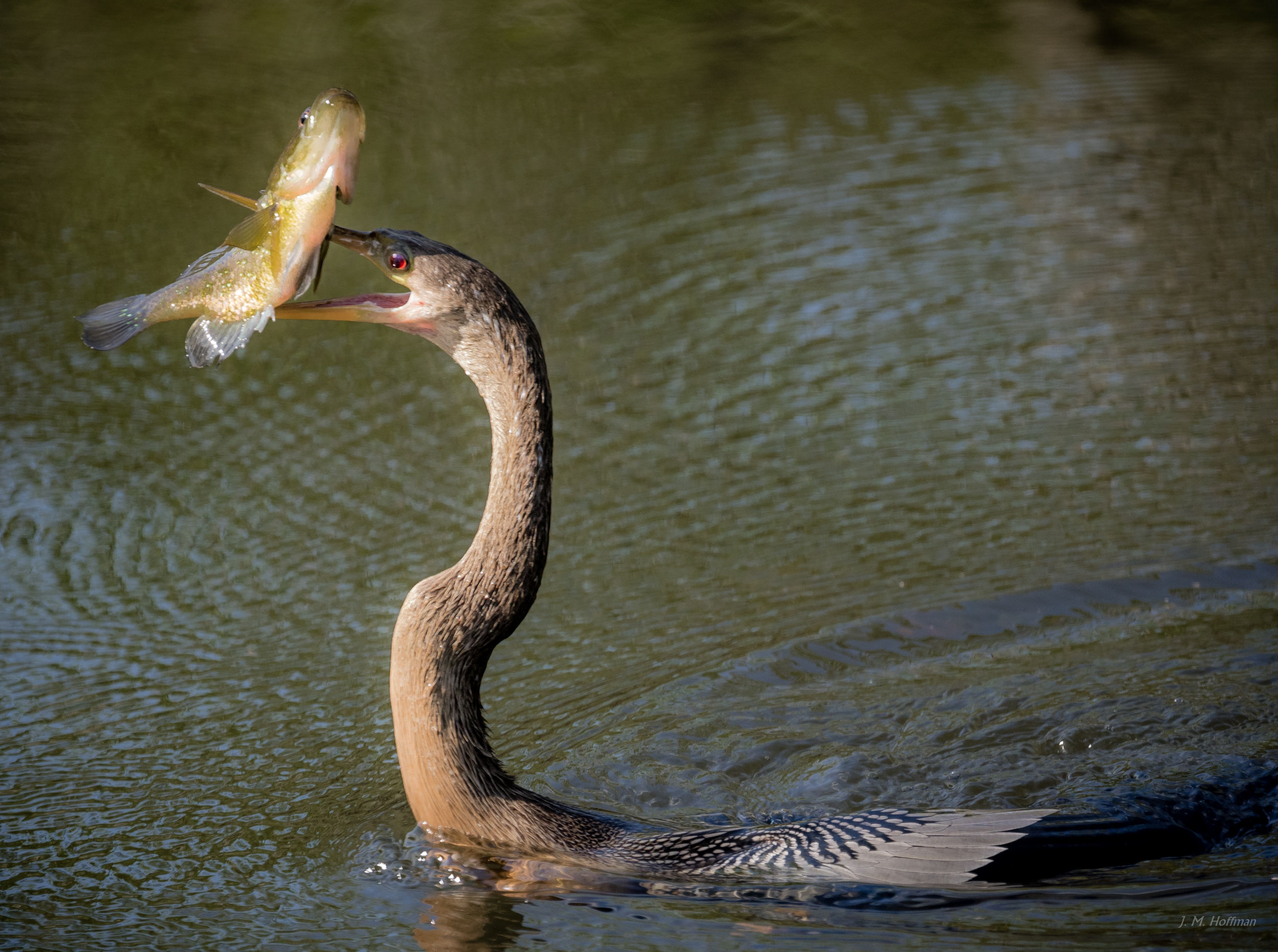 Anhina with Lunch: Everglades, FL