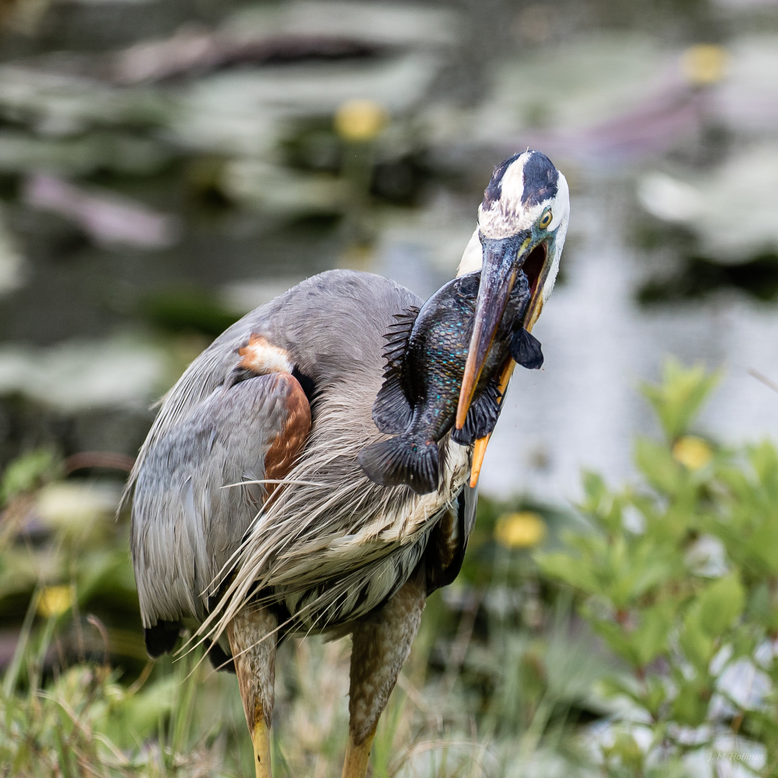 Blue Heron With Lunch: Everglades, FL