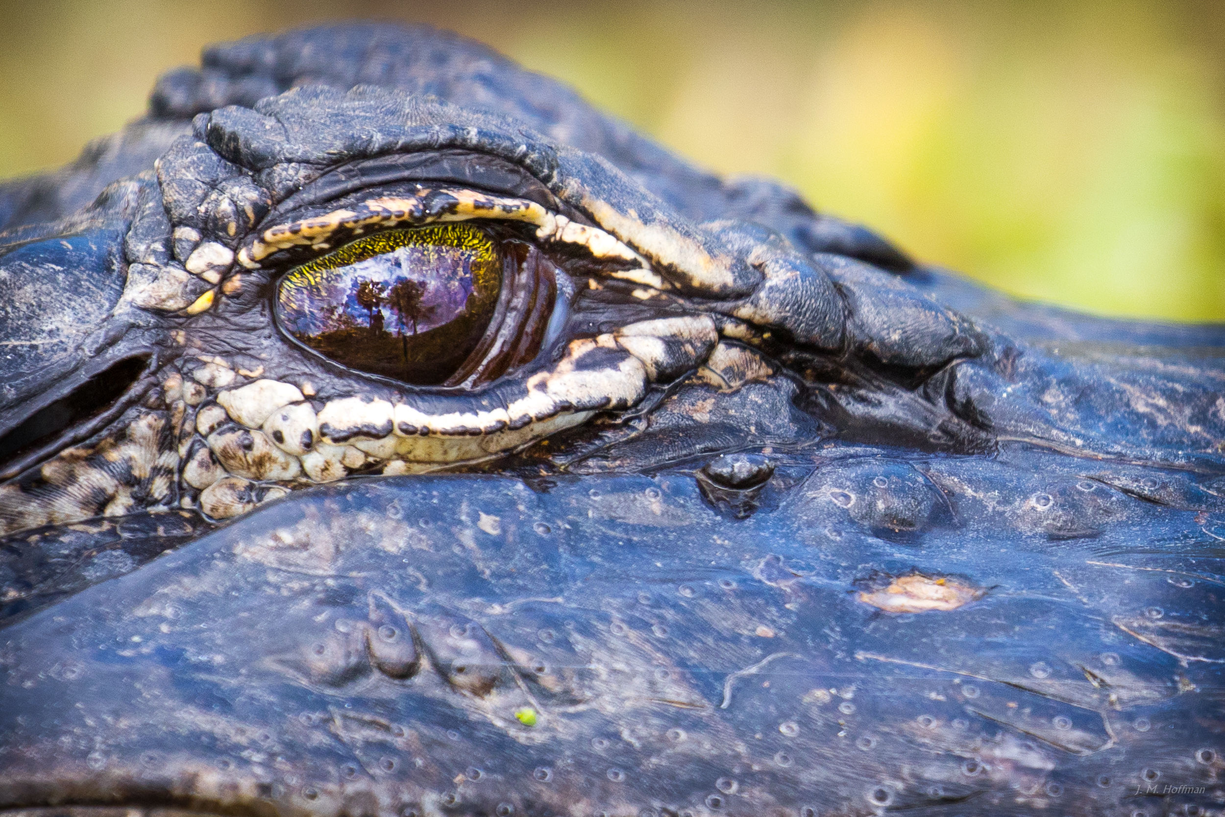 Selfie (with Alligator): Everglades, FL