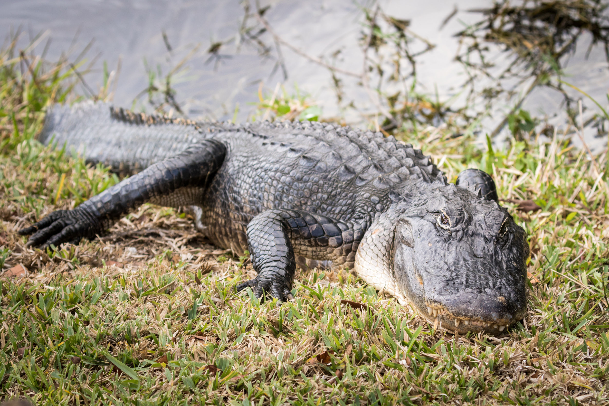 Just a Gator: Everglades, FL