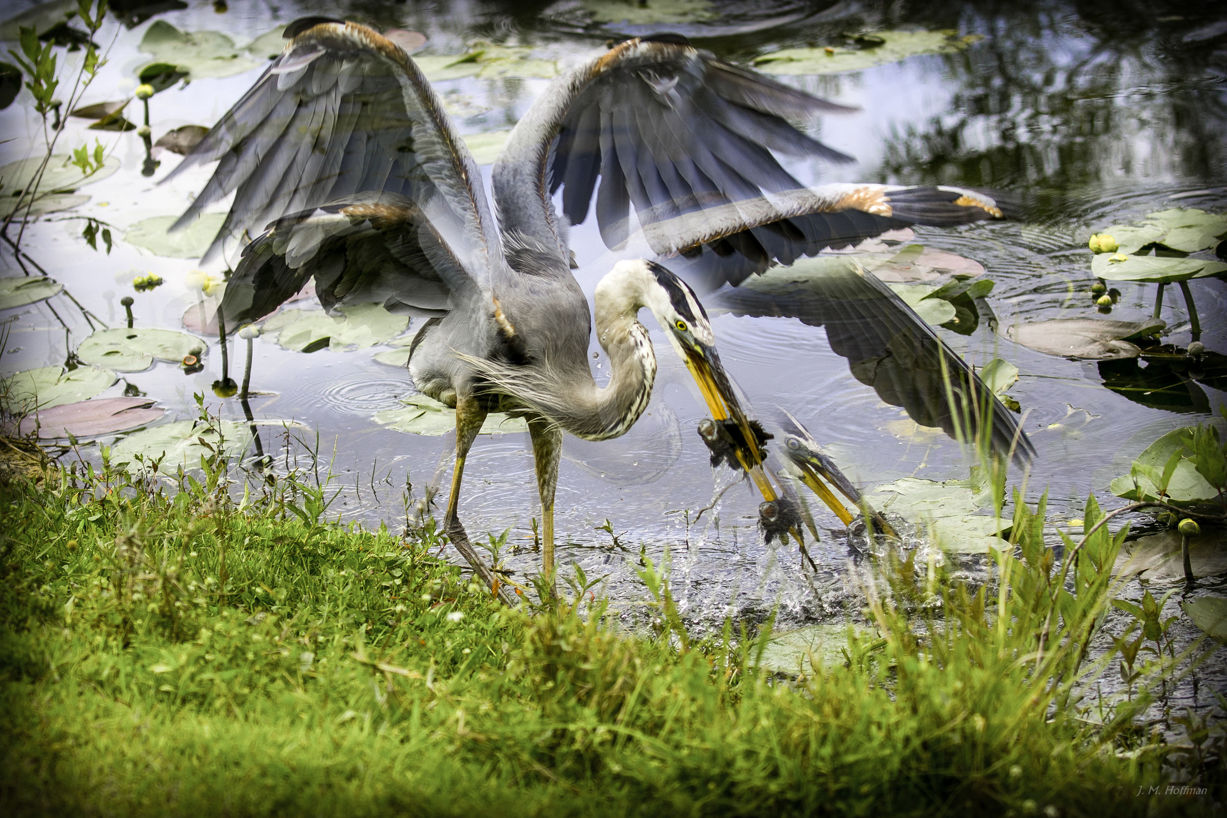 How a Great Blue Fishes: Everglades, FL