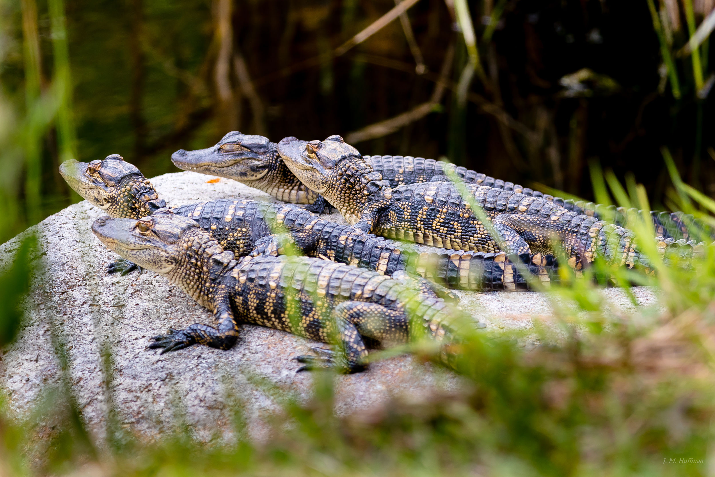 Baby Gators: Everglades, FL