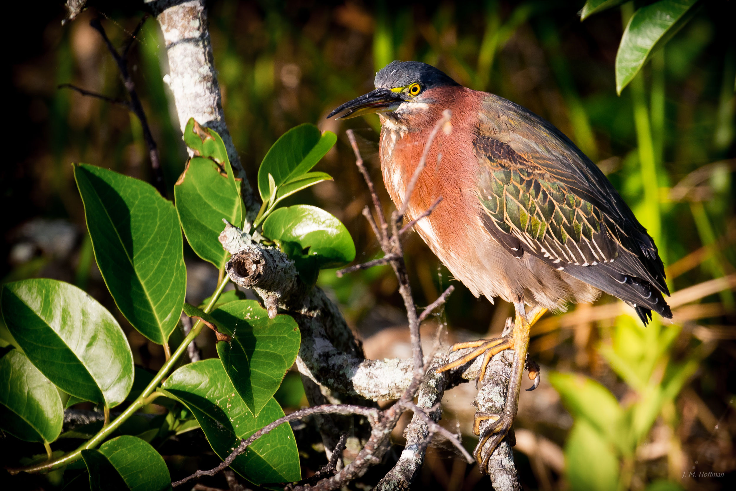 Green Heron: Everglades, FL
