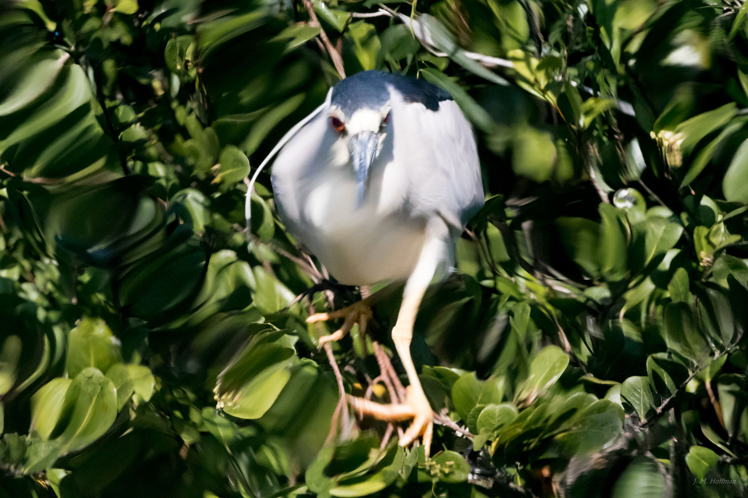 Sometimes the Water Gazes Back: Everglades, FL
