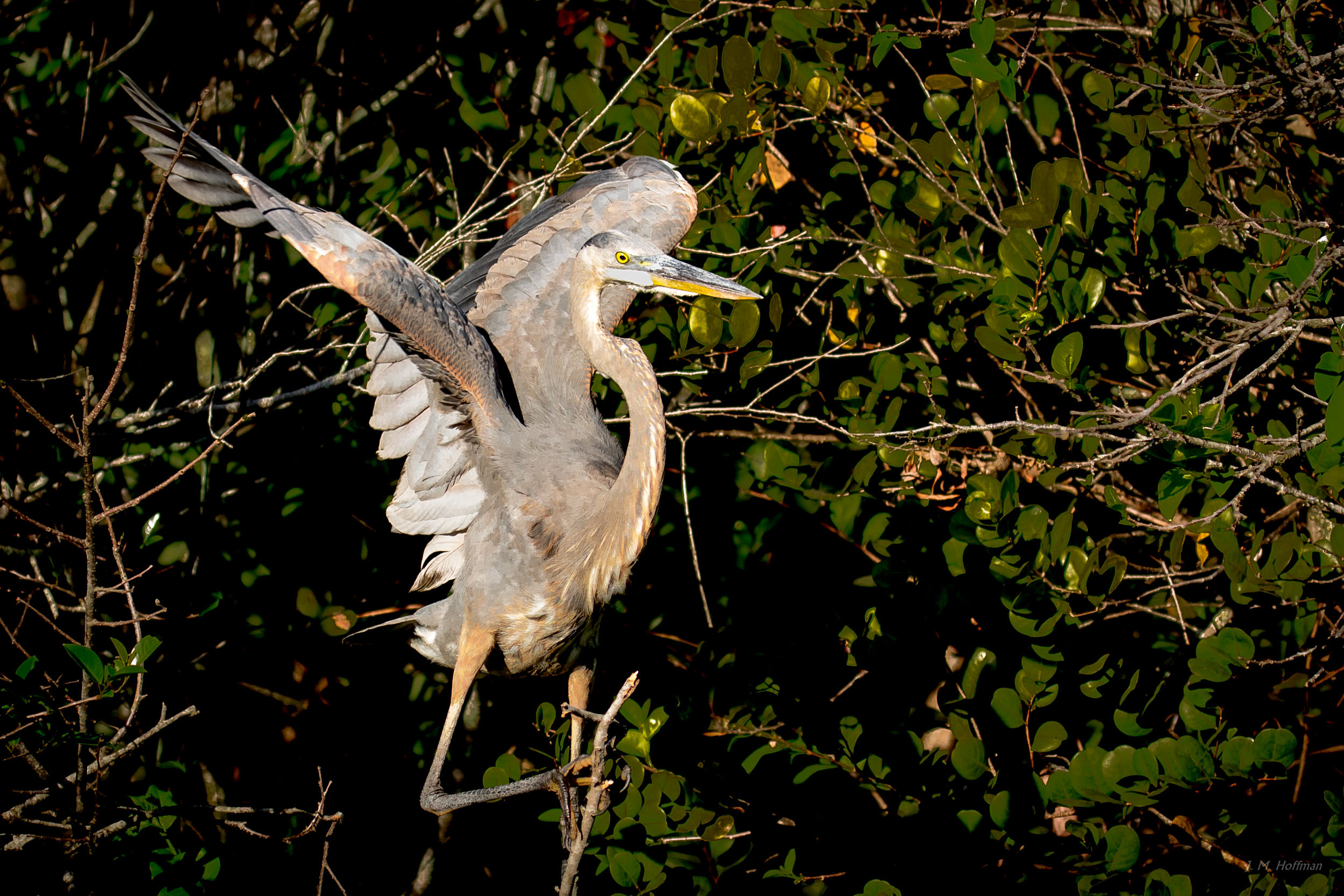 Bird Yoga: Everglades, FL