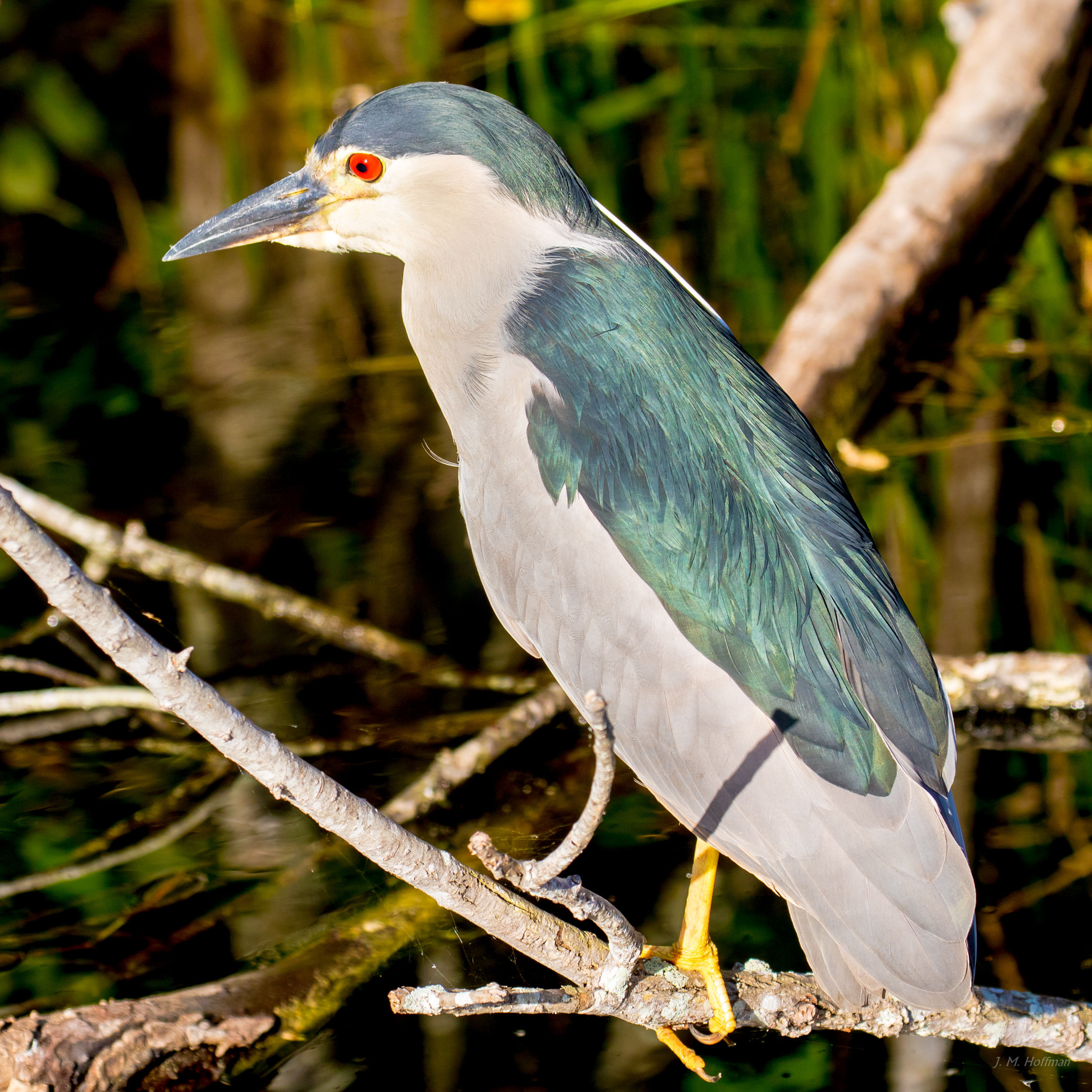 Black Crowned Night Heron: Everglades, FL