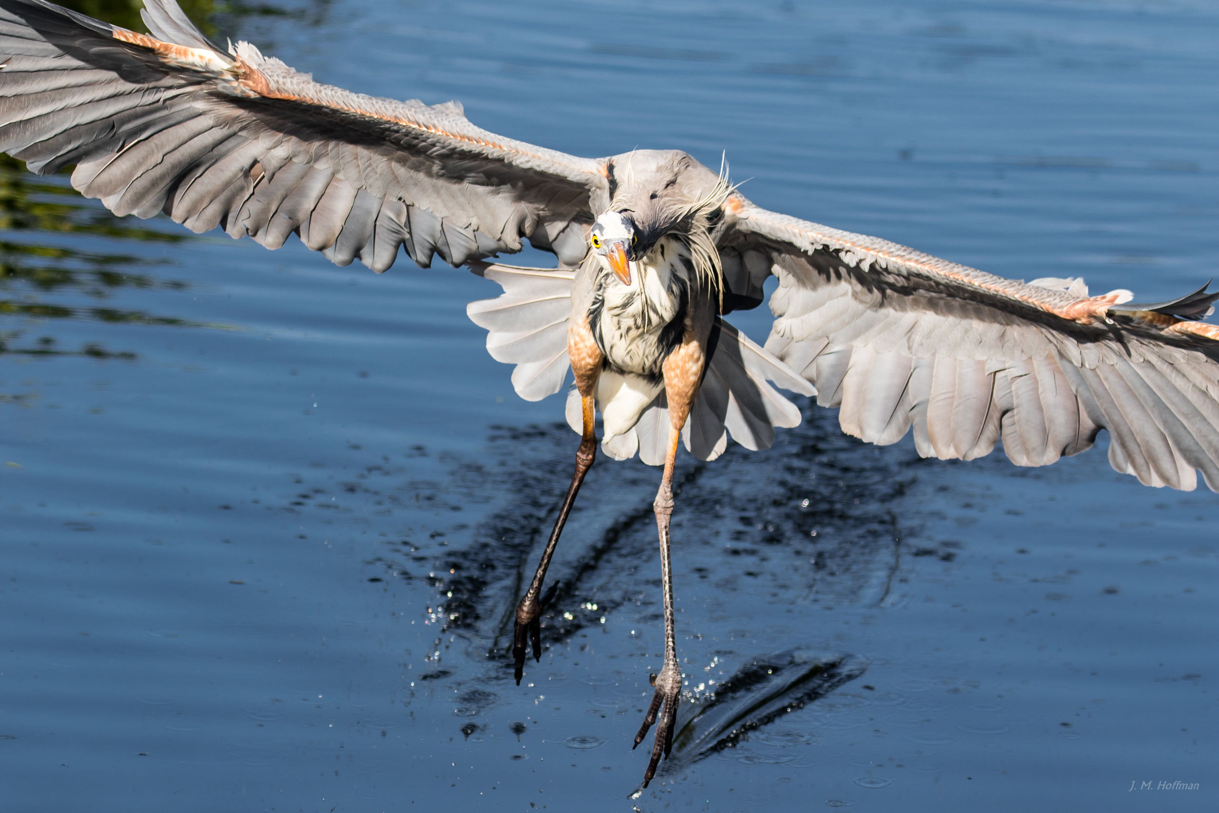 That Awkward Coming-in-for-a-Landing Pose: Everglades, FL