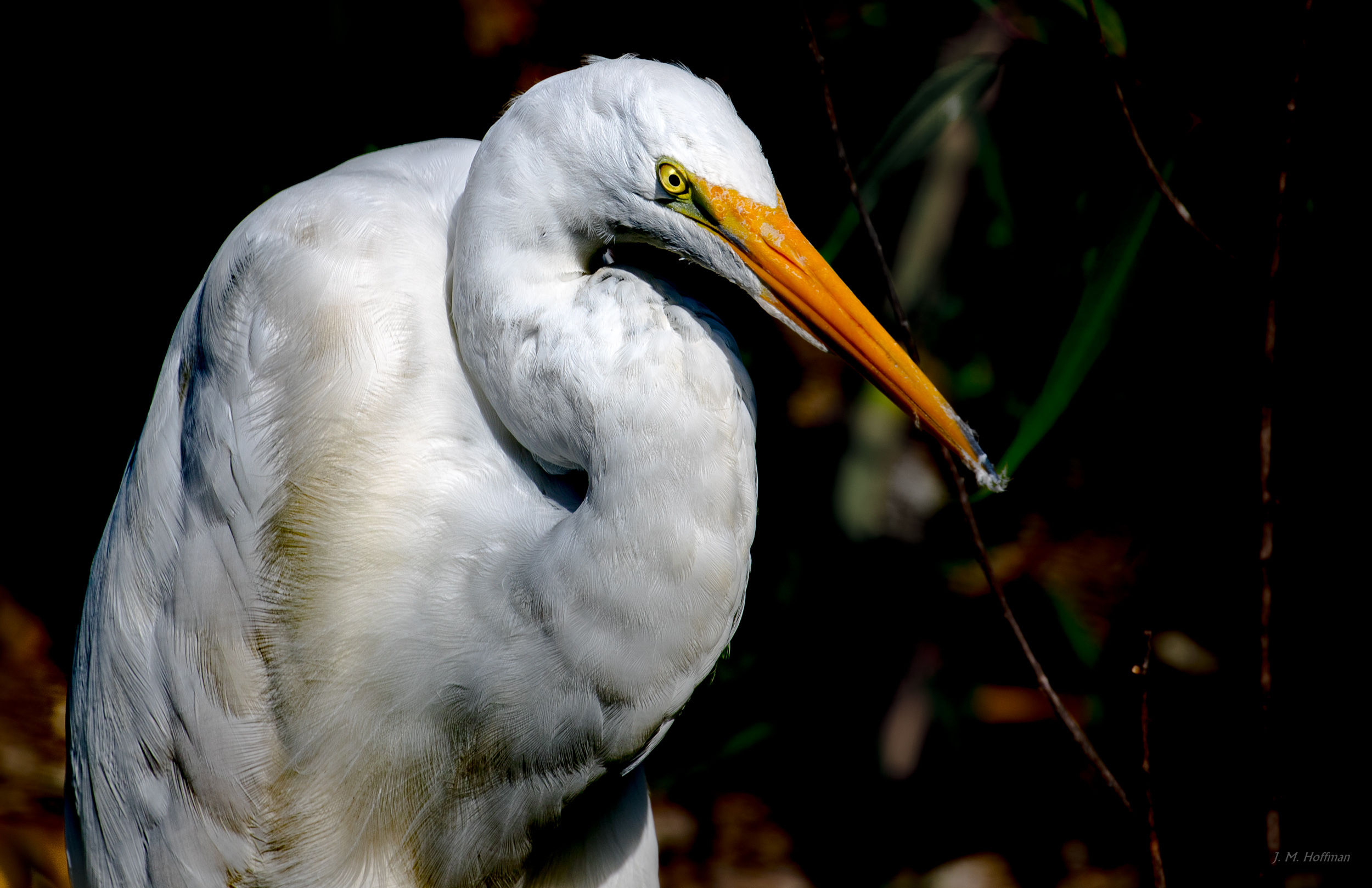 Great White Heron: Everglades, FL