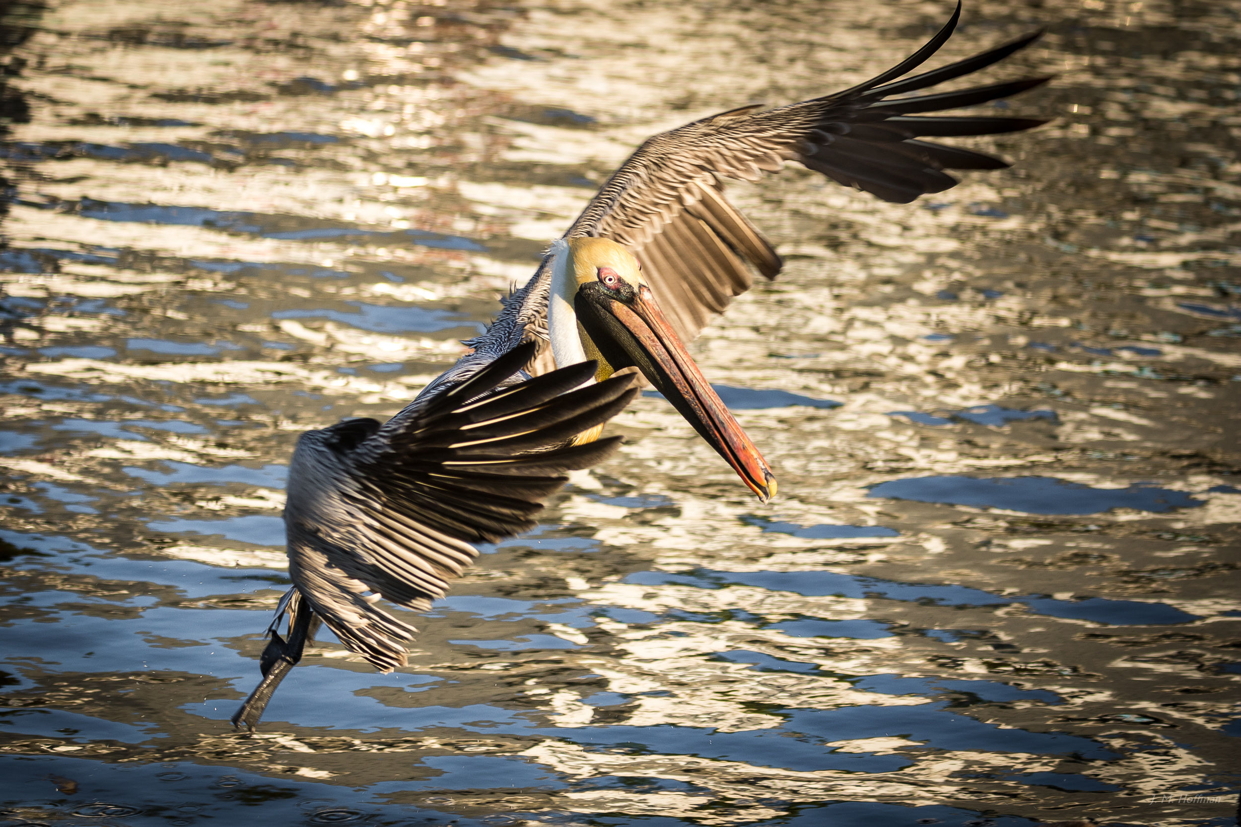 Pelican: Fort Myers, FL
