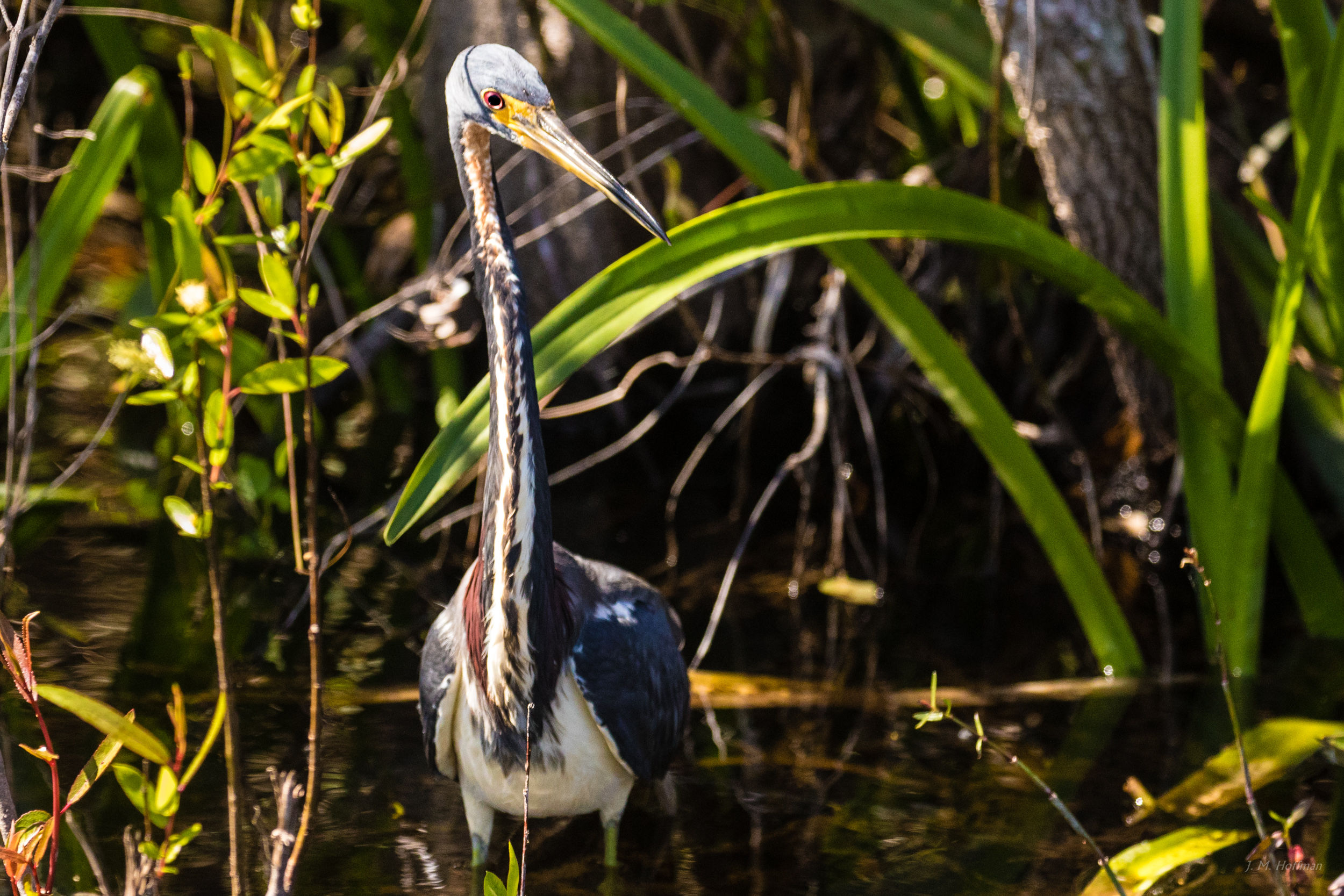 Wading Heron: Everglades, FL