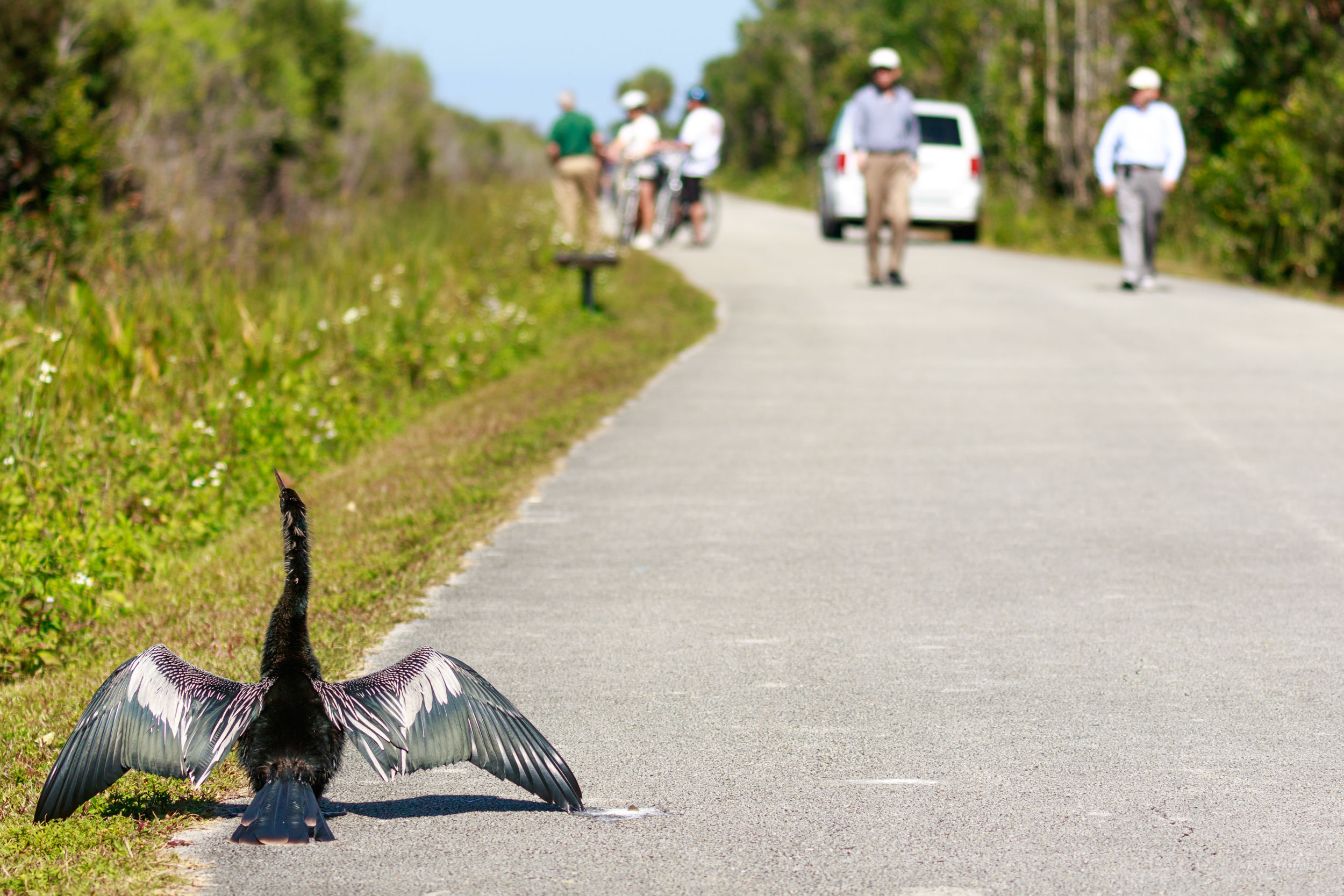 Anhinga Welcoming Guests in Shark Valley: Everglades, FL