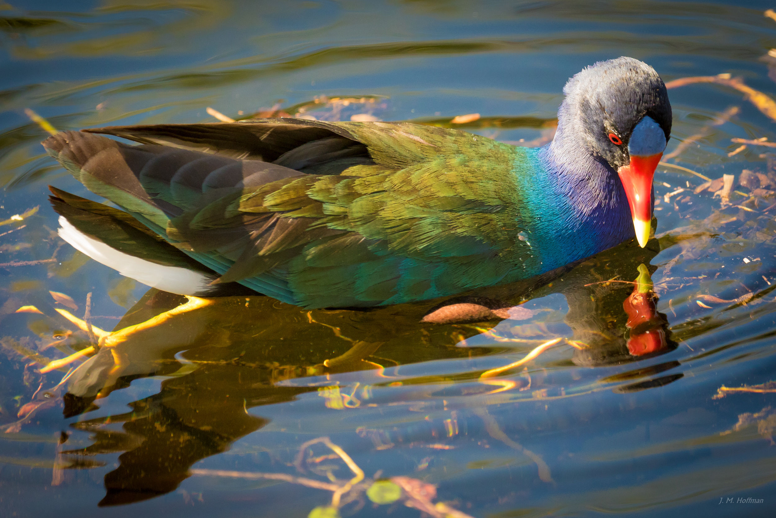 Purple Gallinule Swimming: Everglades, FL